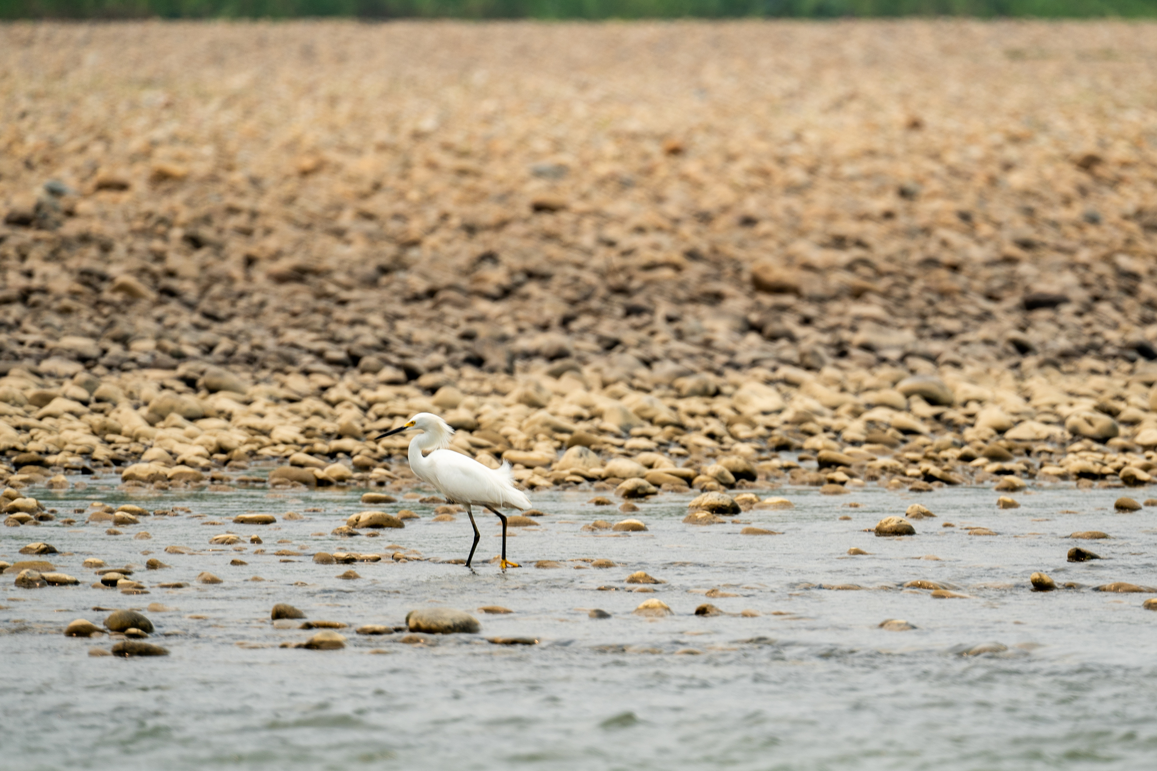 Egret