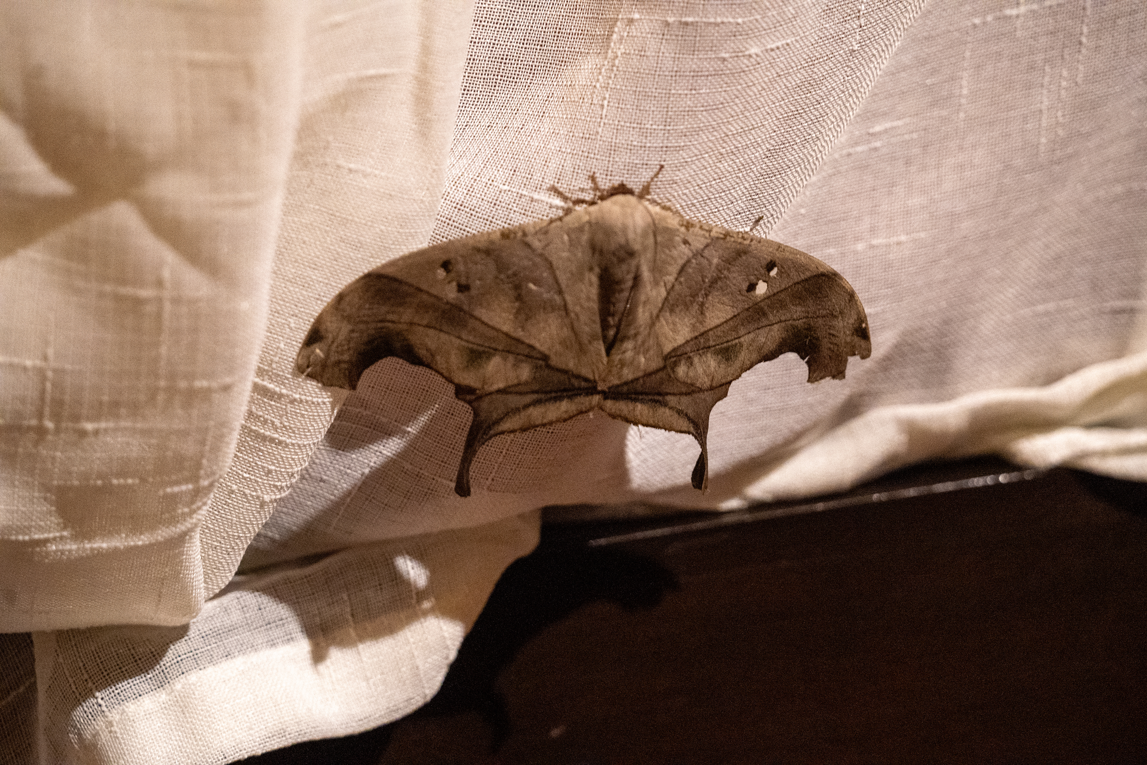Dead-leaf Moth
