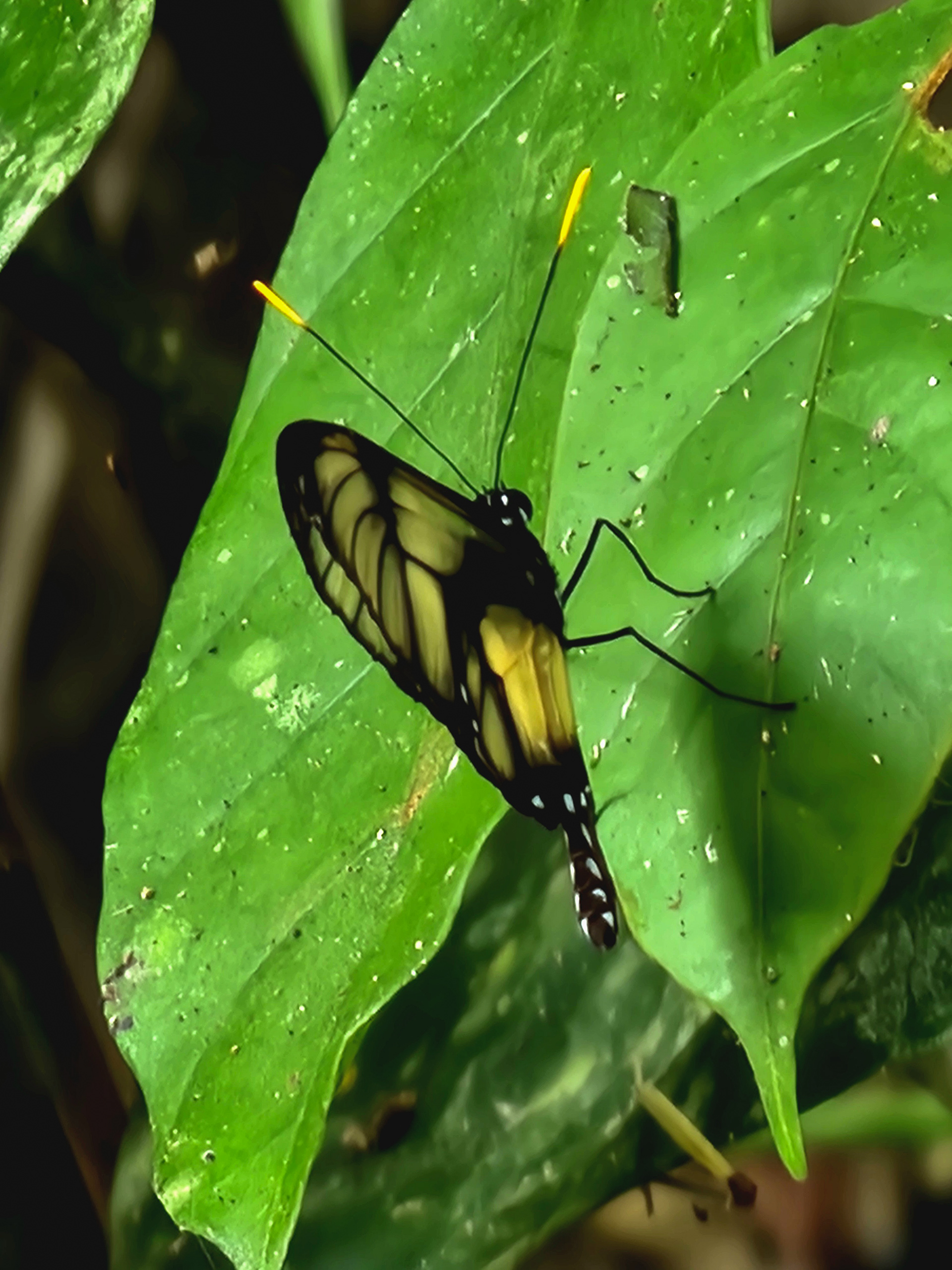Clearwing Moth
