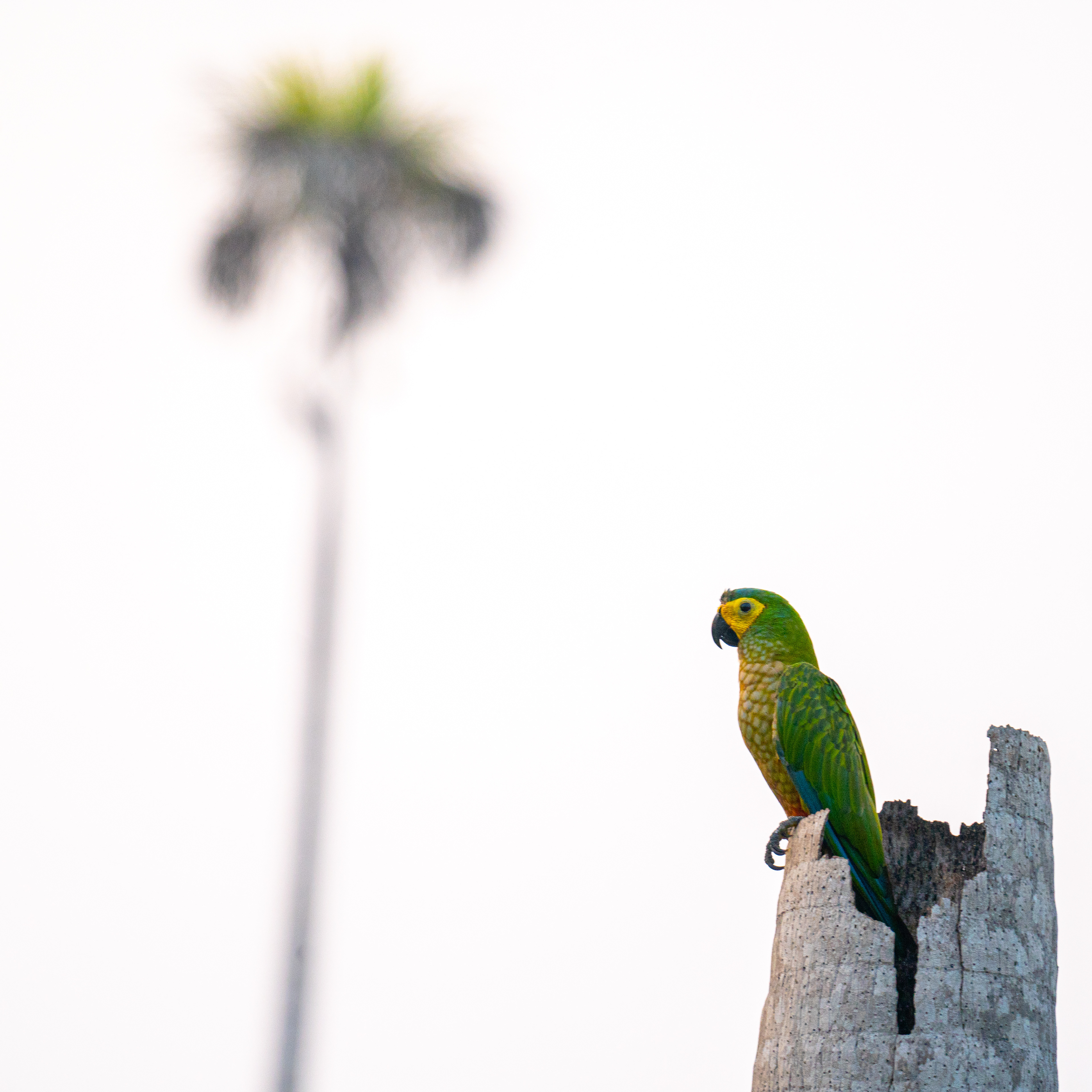 Parrot