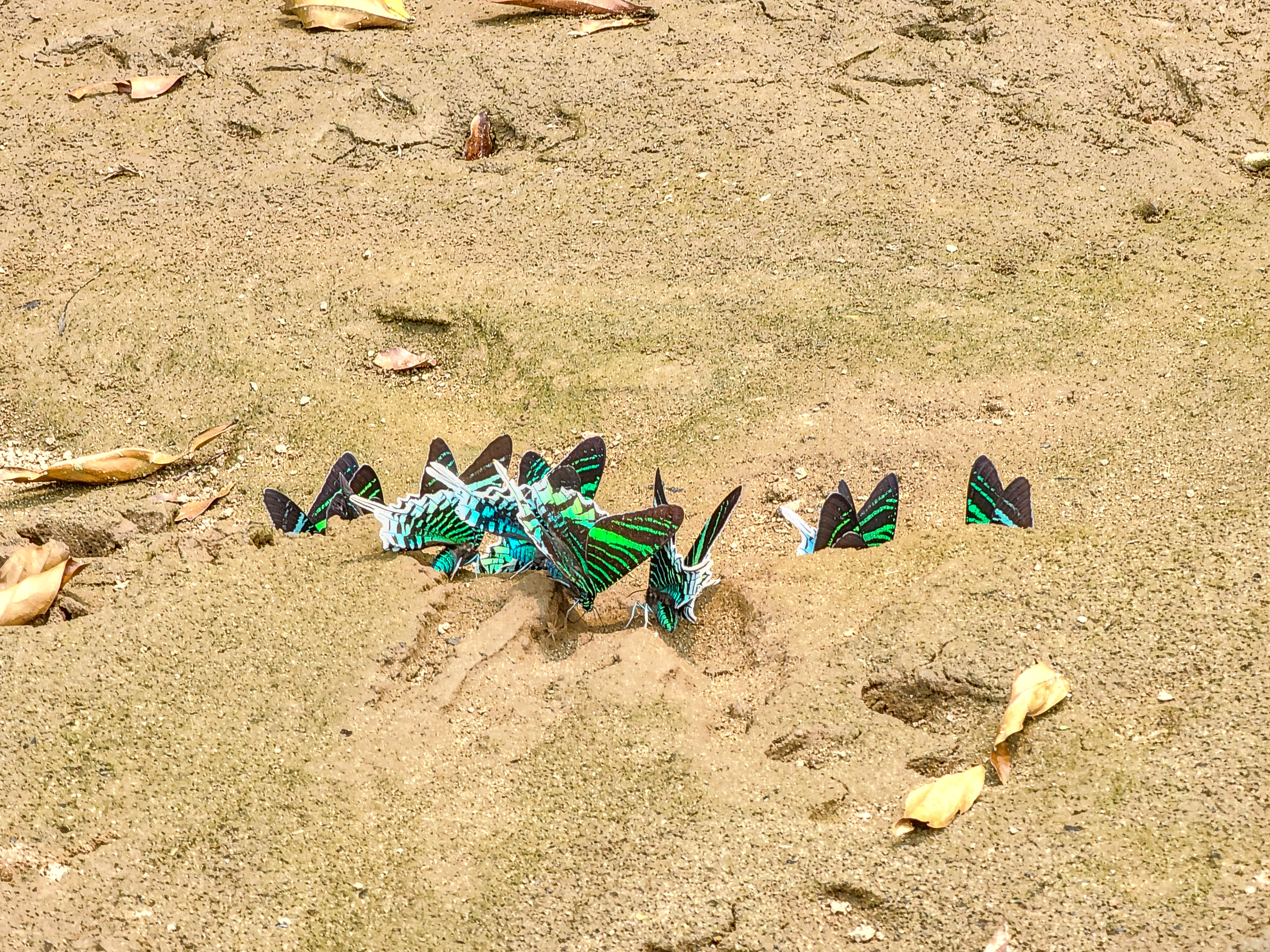 Green-banded Urania Moth