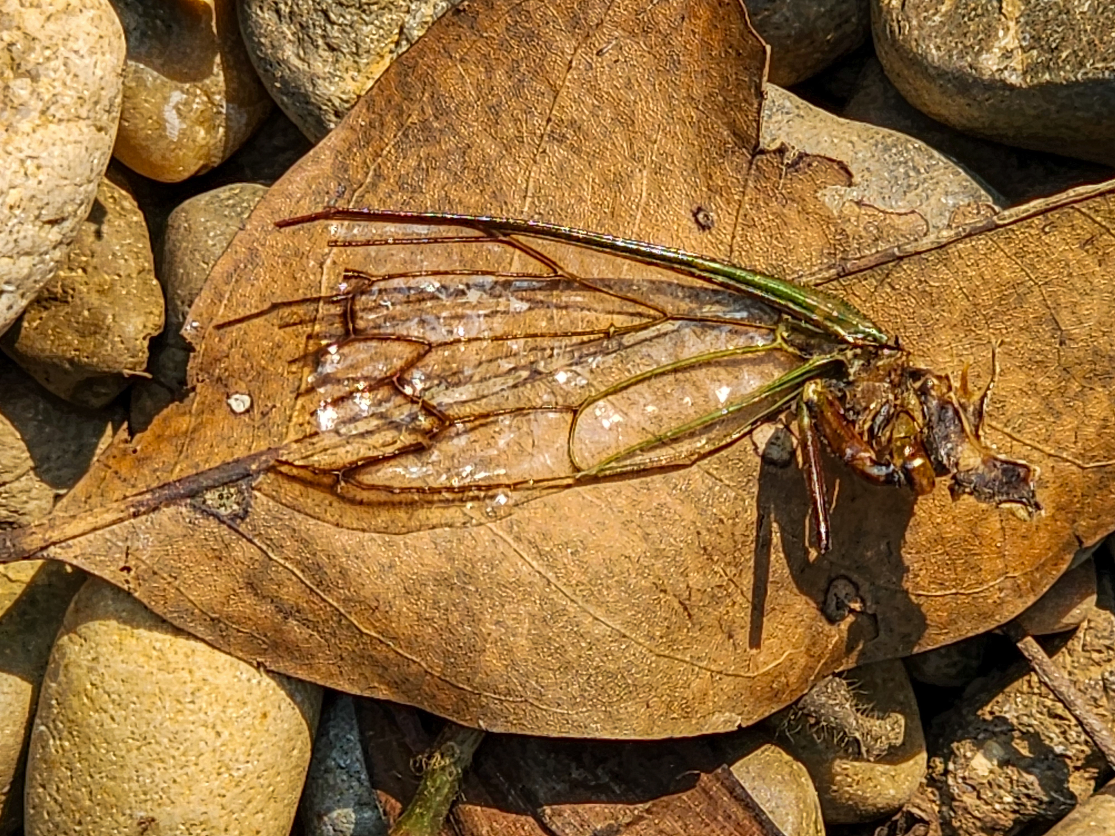 Cicada