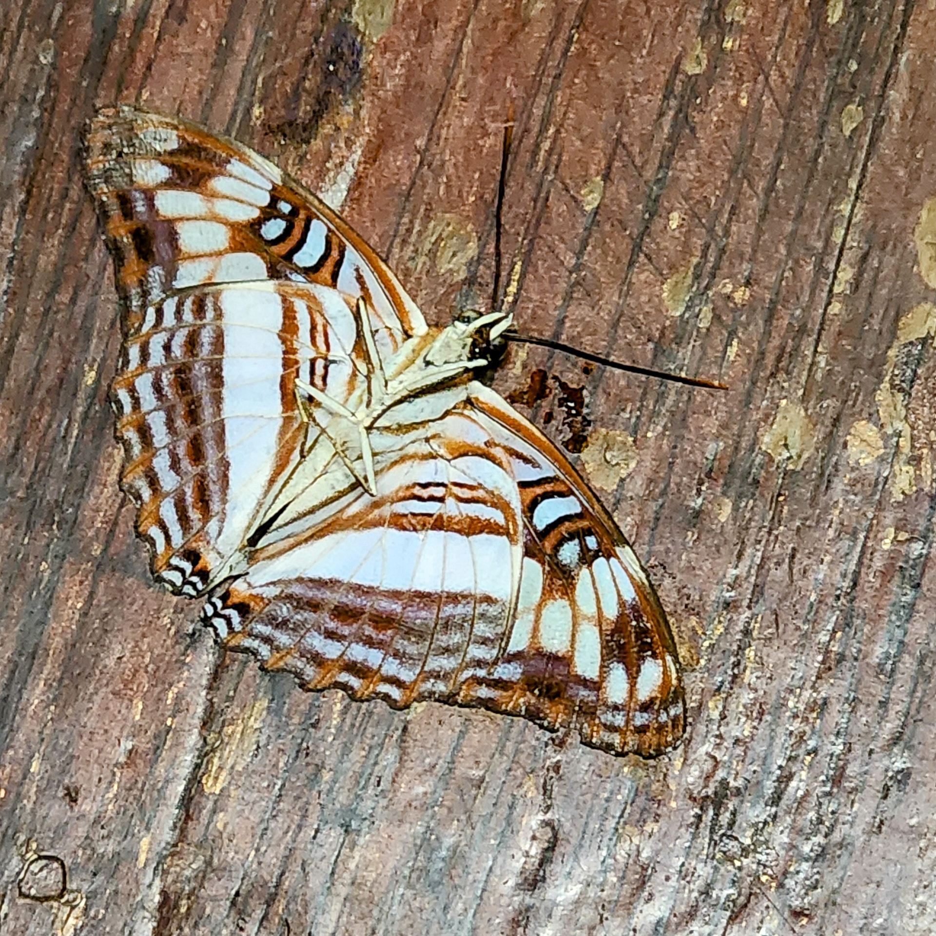 Adelpha