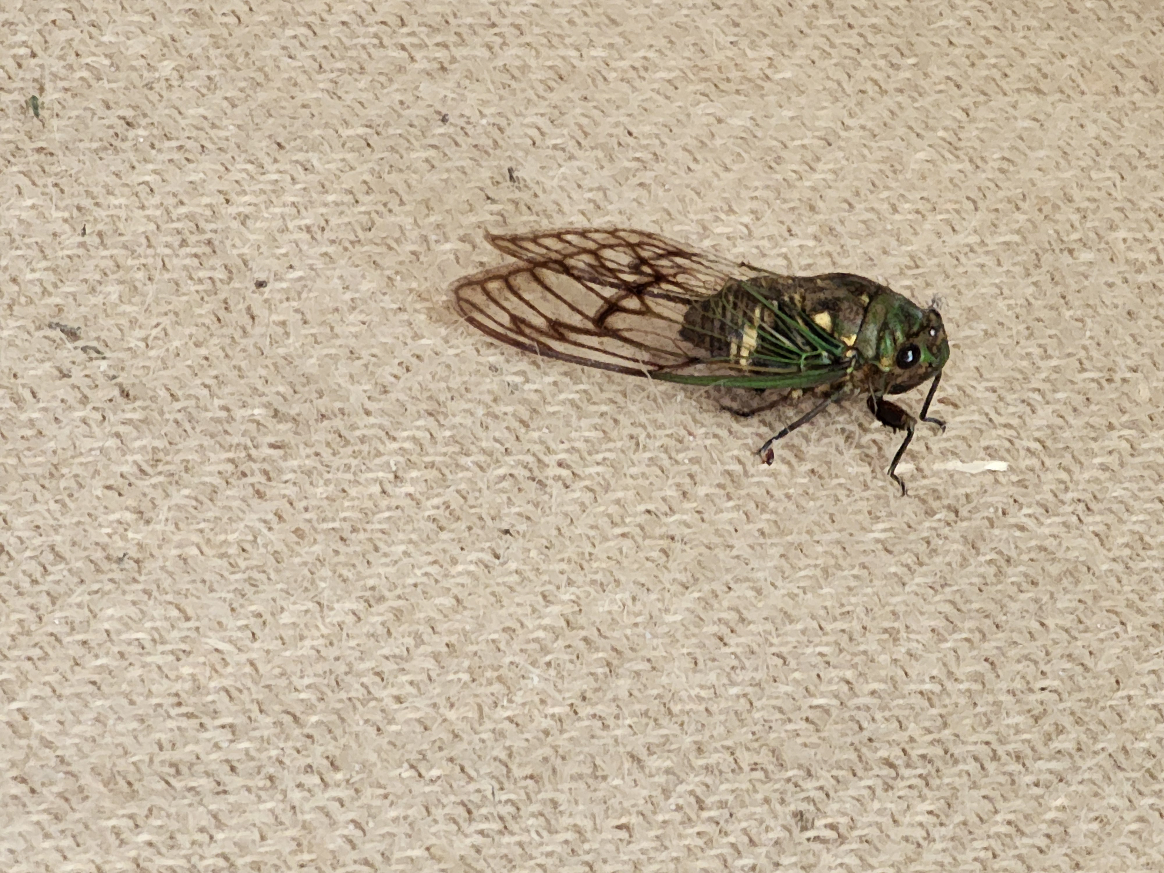 Cicada