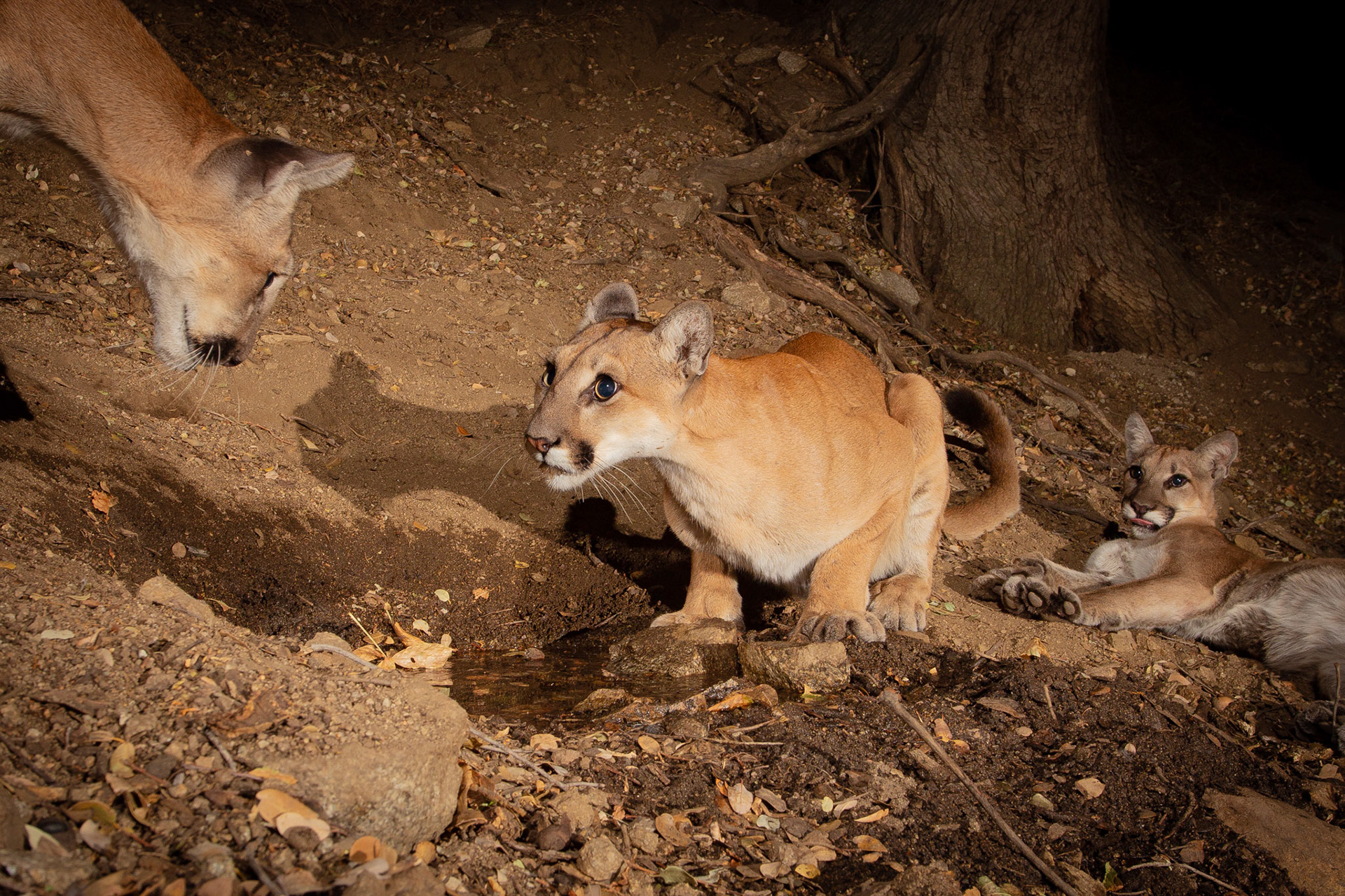 Mountain lioness arrives back to her two awaiting kittens, who will soon be leaving her protection