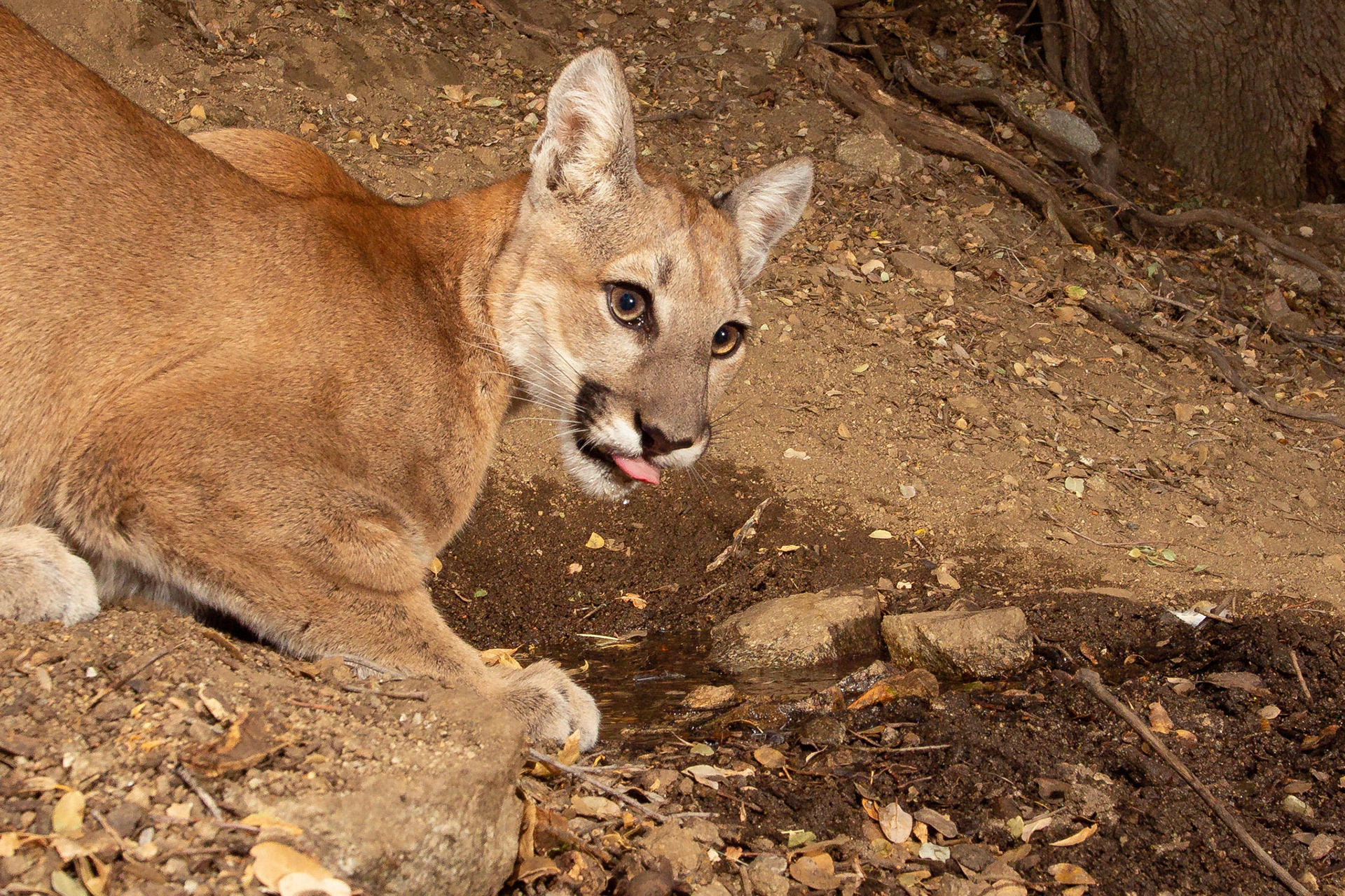 "This water tastes good!" A mountain lion samples the fresh spring water of the Antelope Valley, CA.