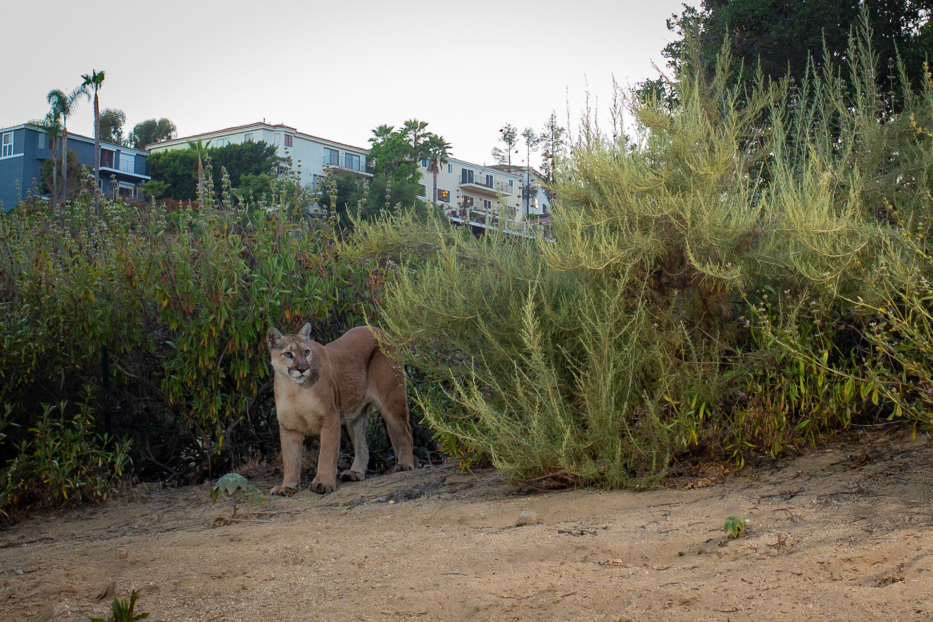 Nikita in urban Glendale, California, just after dawn.