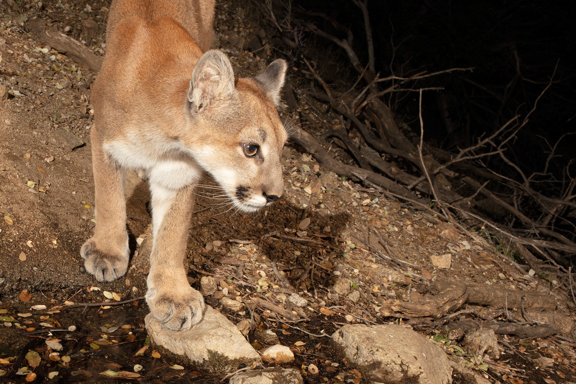 About a year old, this mountain lion kitten has the typical wide-eyed wonder and curiosity of any cat!