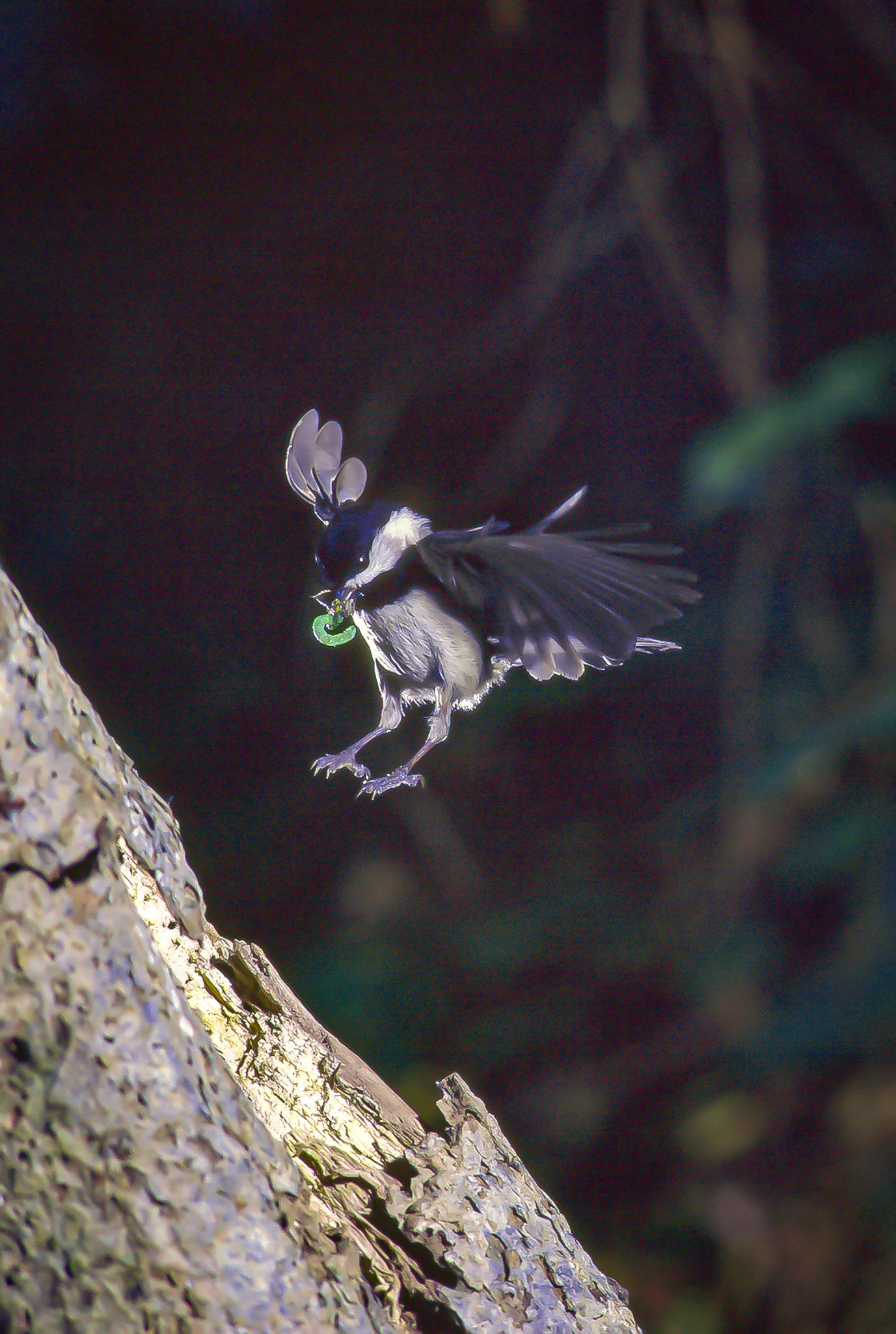 Chickadee bringing caterpillar for young in nest cavity. Shot with a Rolleiflex 6008I and high speed flash circa 1998. Shutterbeam trigger