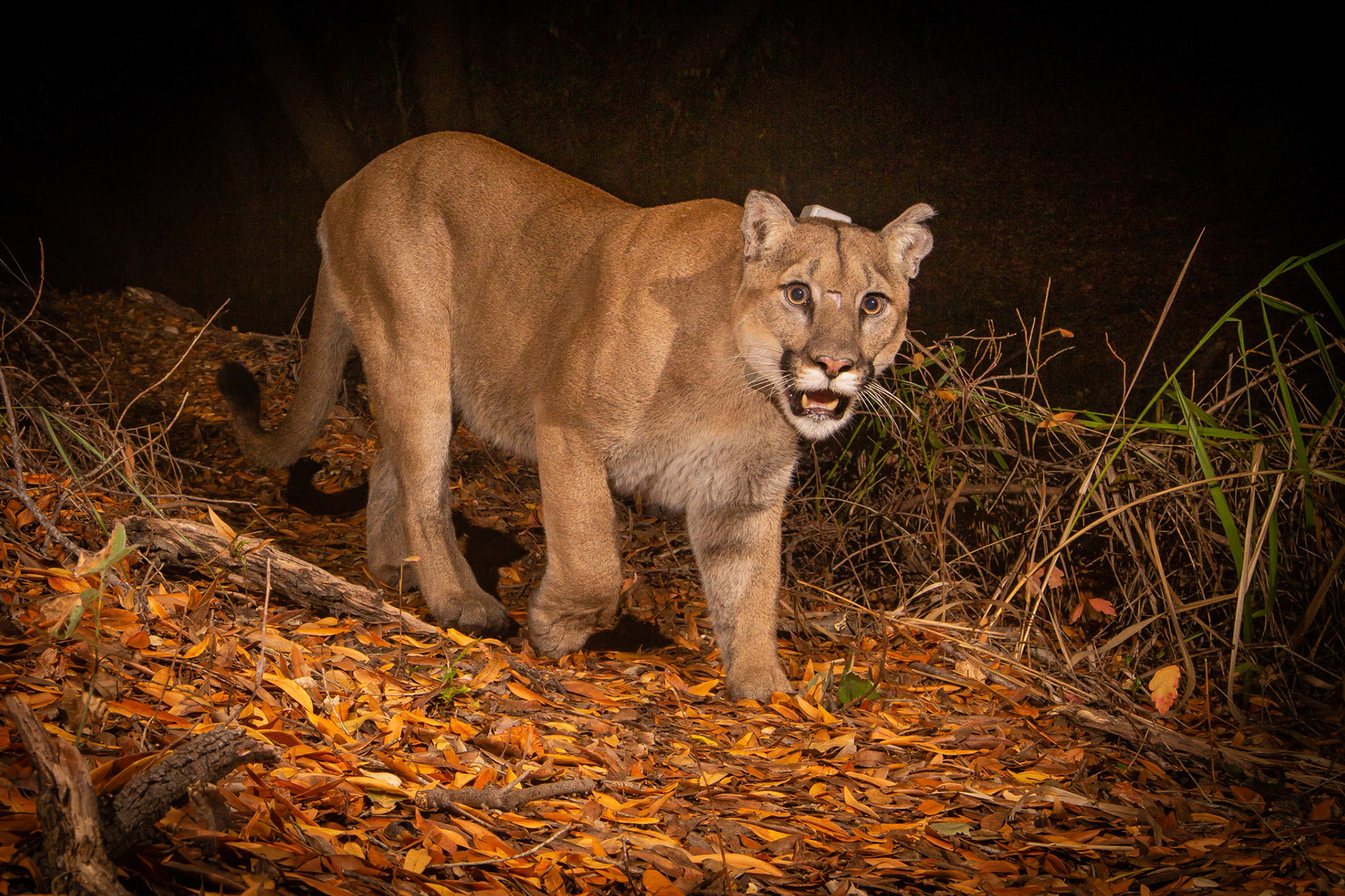 P47 - the largest mountain lion ever recorded in the Santa Monica Mountains of Southern California, at 155 pounds (over 70 kilos). He was the dominant male in and around Topanga Canyon. A few weeks after this image he was dead from secondary rat poisoning.