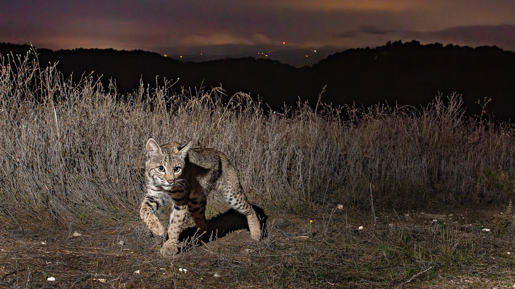 Young bobcat on a ridge