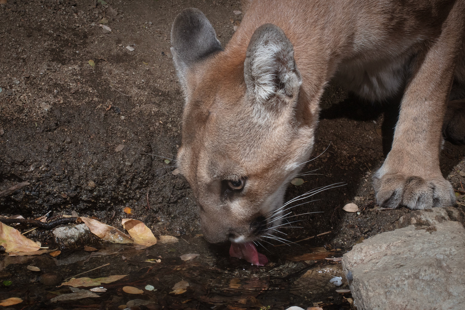 I will never tire of capturing images of beautiful mountain lions drinking fresh water.