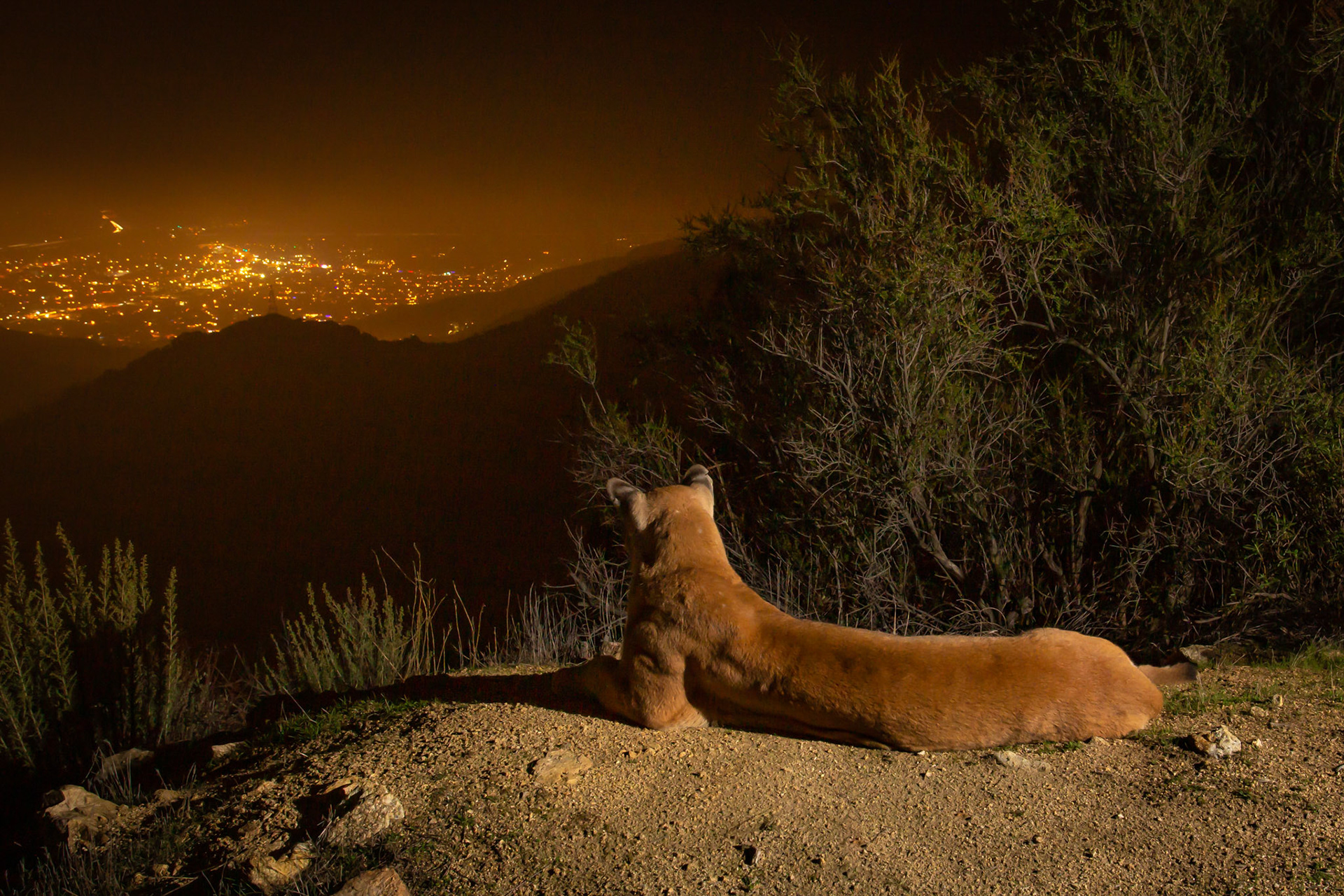 Nikita the mountain lioness over Los Angeles, Christmas Eve, 2018. Yes, really. 