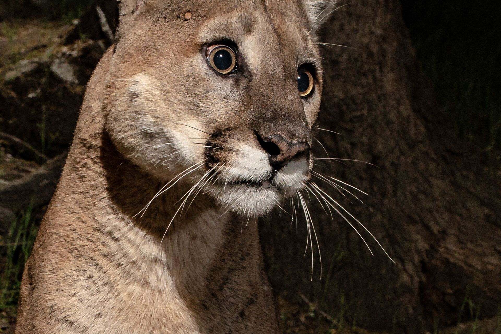 Juvenile Mountain Lion (aka puma, cougar) just finished drinking from a spring. Antelope Valley, California. Notice the large blood-filled tick above the eyebrow, soon to drop off.