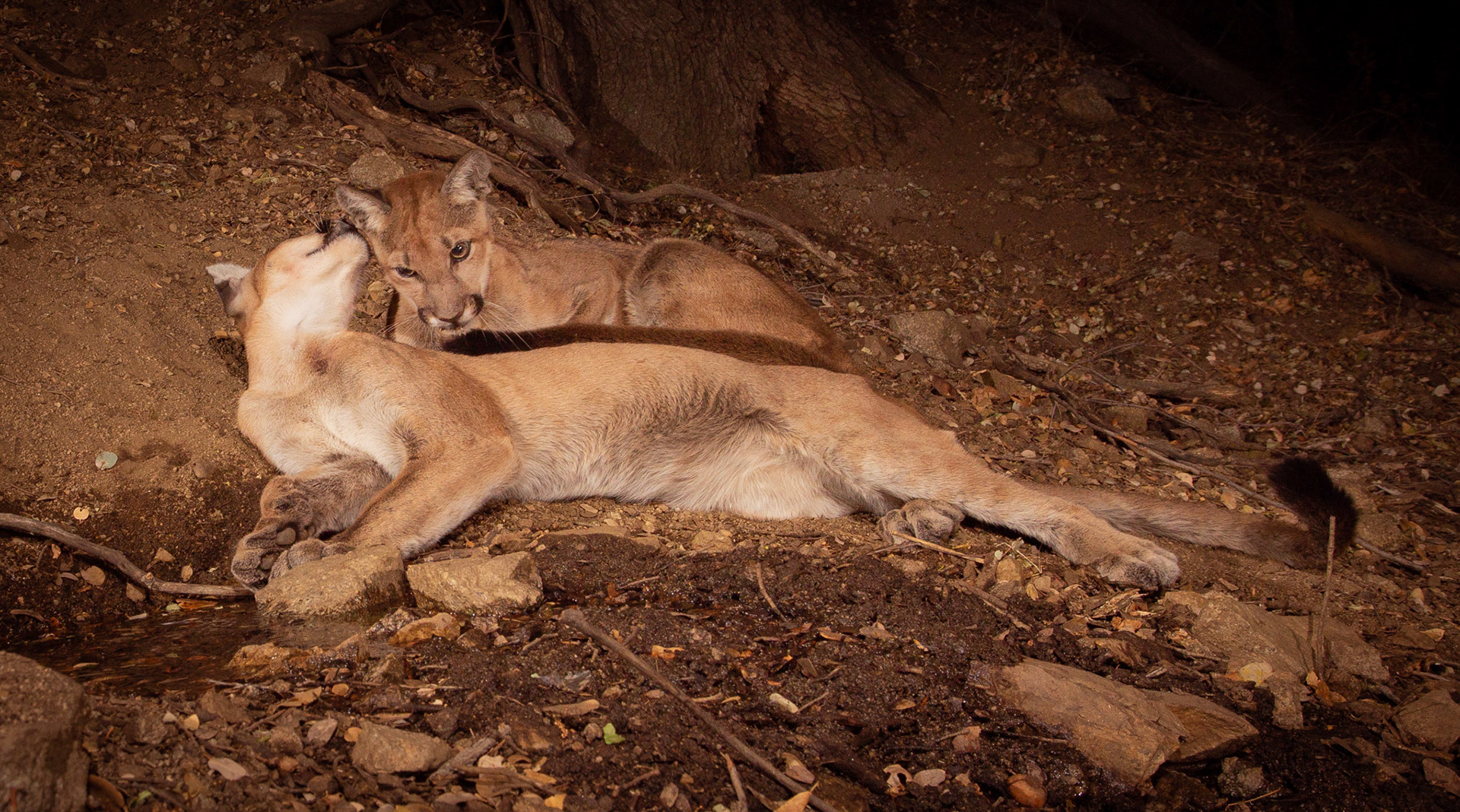Sibling love by the waterhole. Antelope Valley, CA
