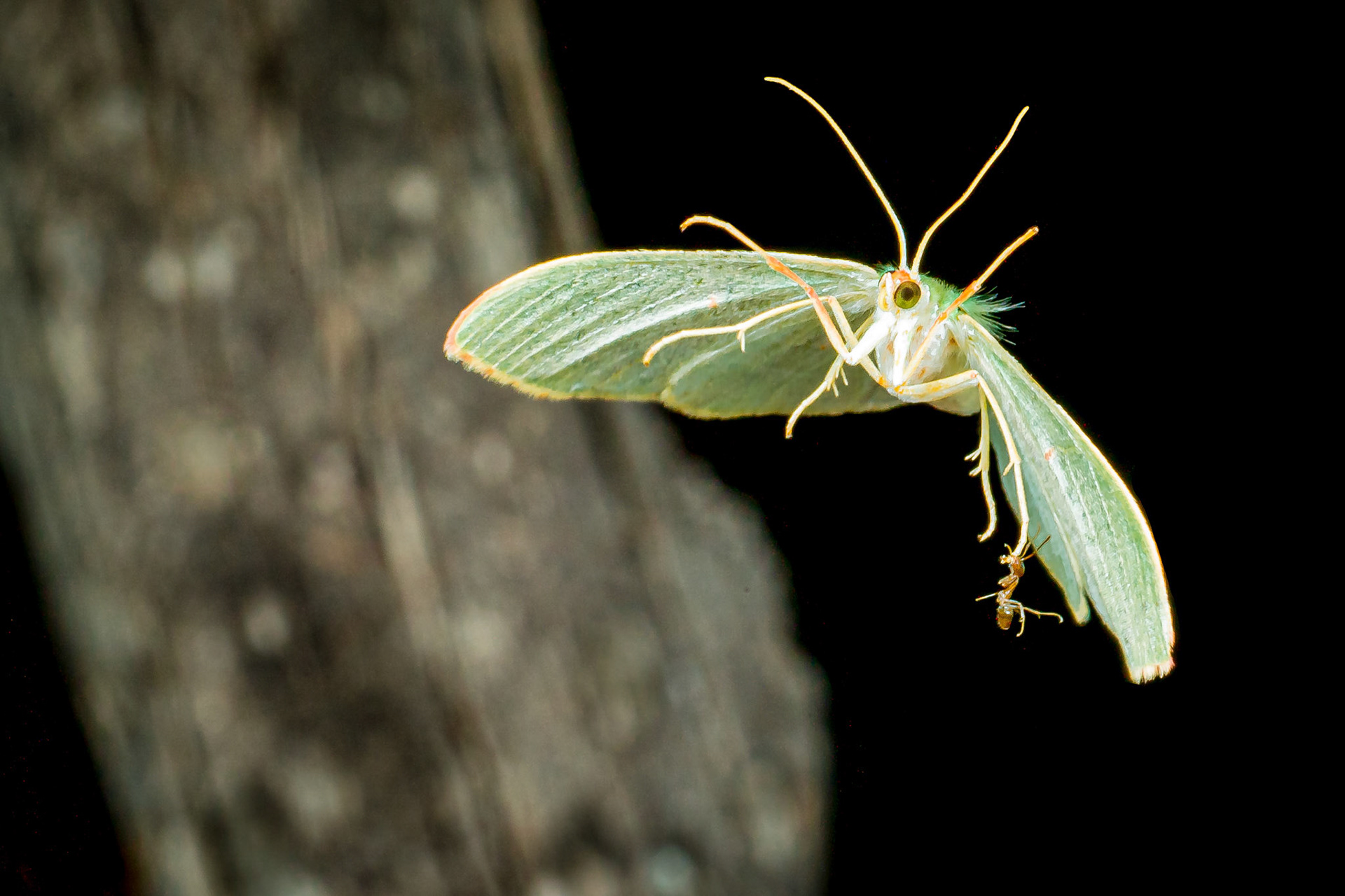 Geometrid moth with Argentinian Ant hitching a ride