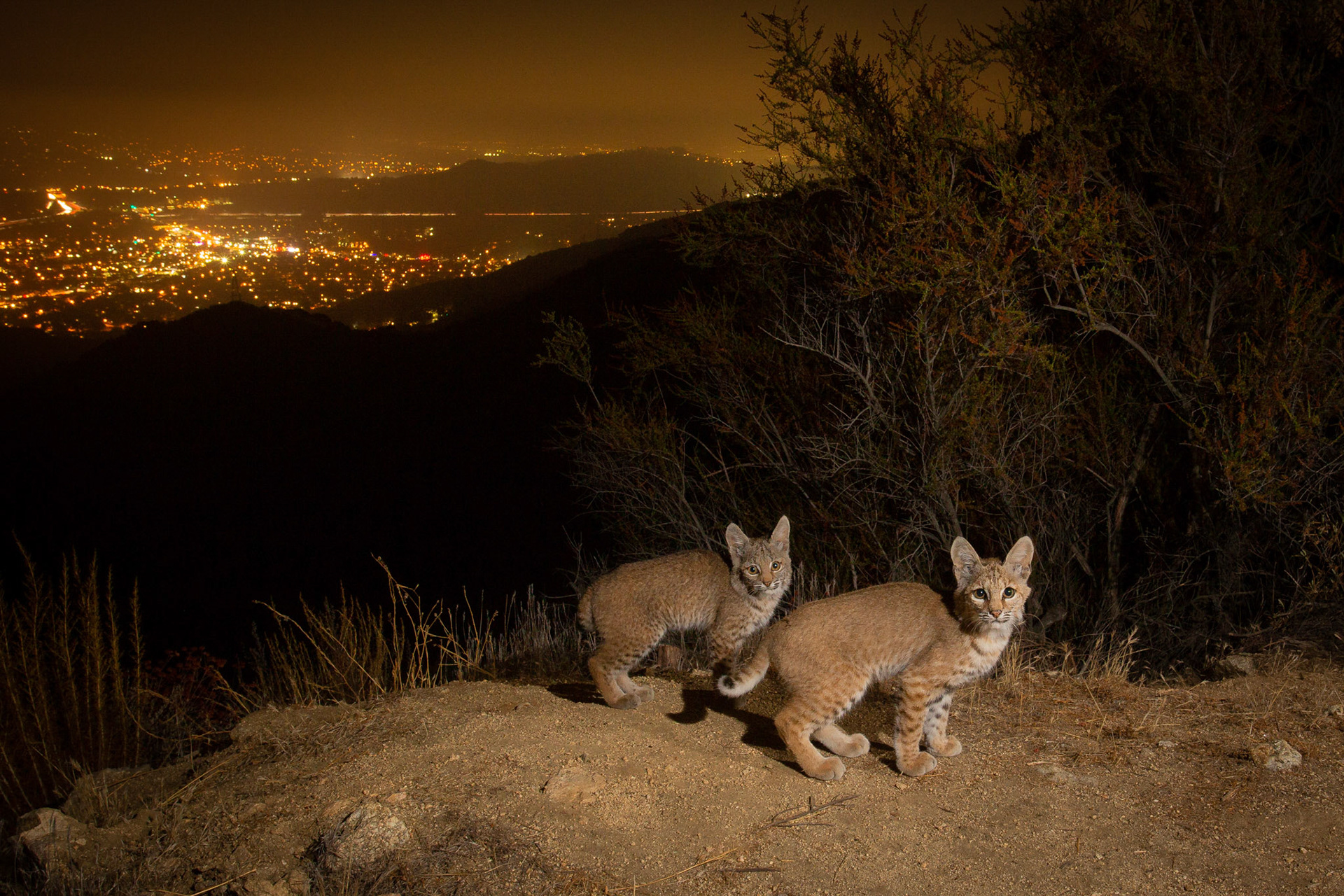 Bobcat kittens. Glendale, Los Angeles, CA. Cognisys Scout trigger.