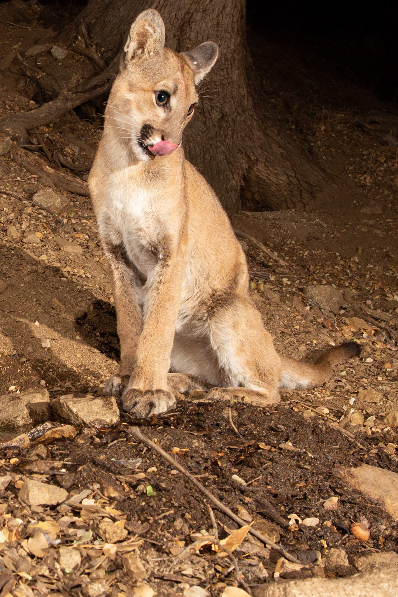 "I am sure I can reach that blade of grass on my nose with my tongue!"