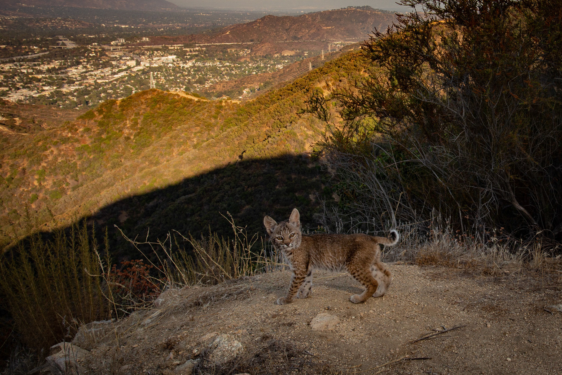 Bobcat kitten. Glendale, Los Angeles, CA. Cognisys Scout trigger.