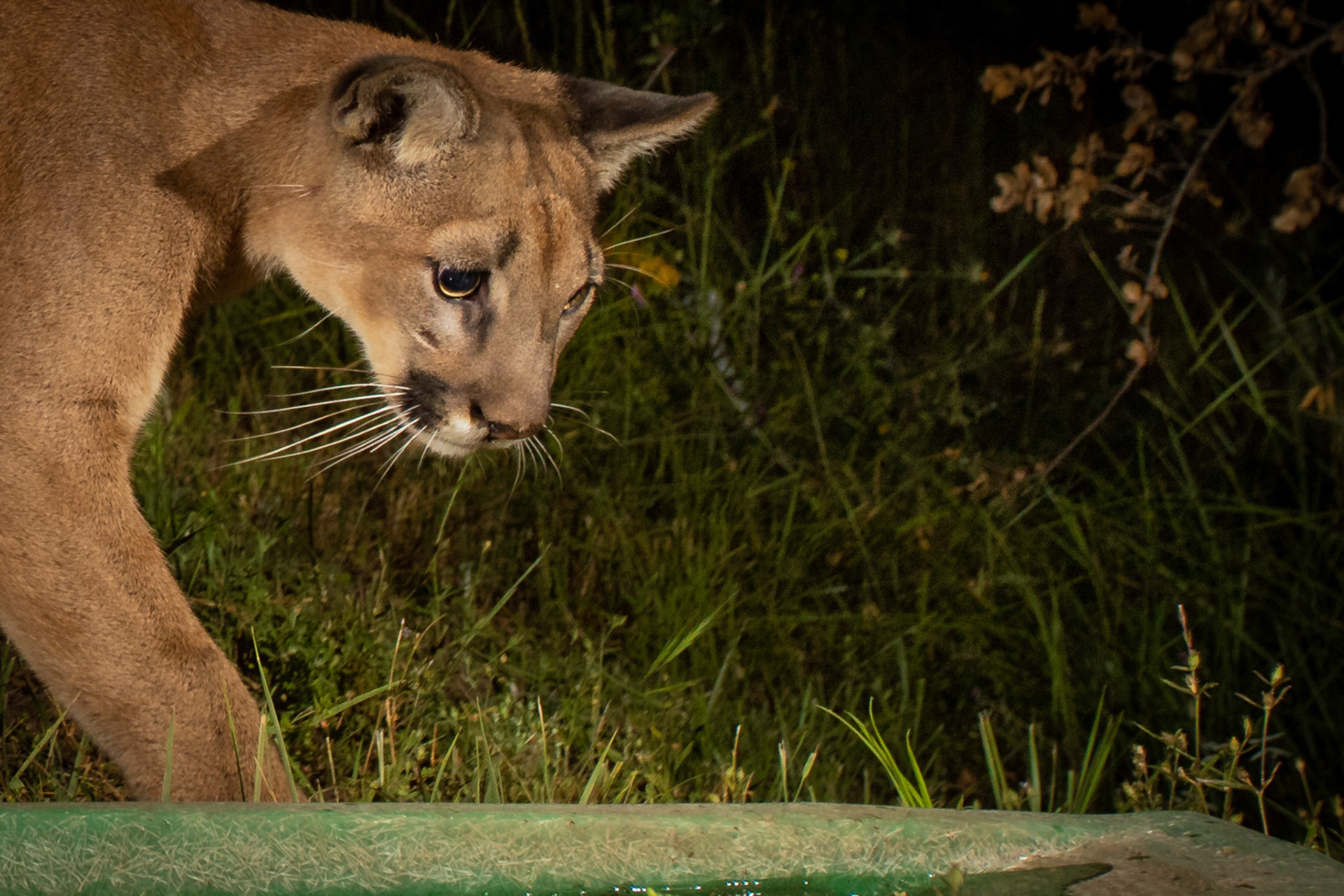 Adolescent female mountain lion at Santa Susanna Field Laboratories, Chatsworth, California. The green trough is fresh drinking water, thoughtfully installed for the local wildlife.