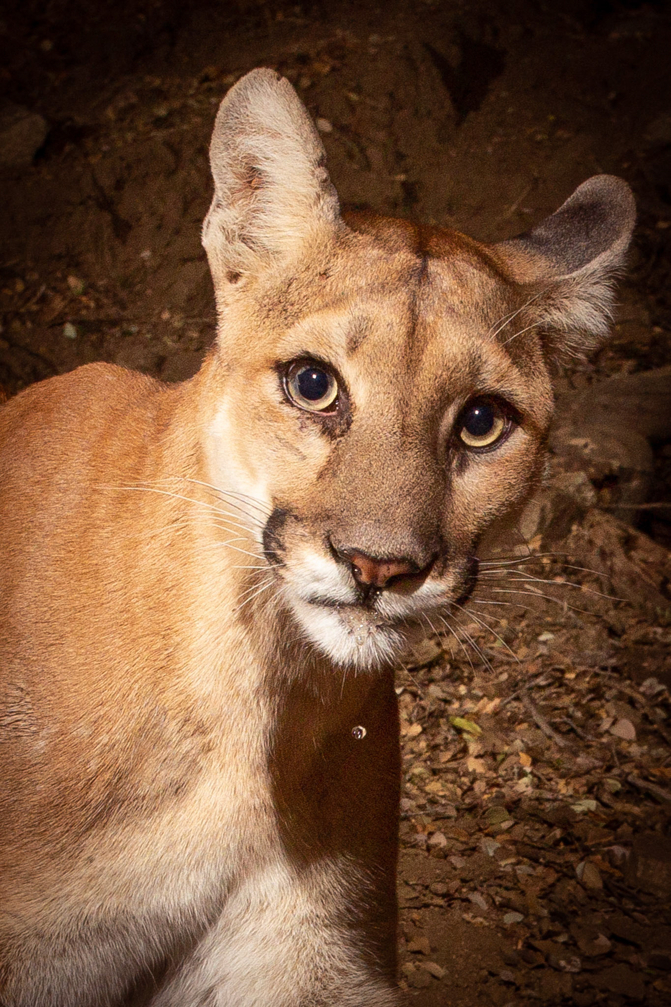 Young mountain lion already sporting ear nicks and ticks.