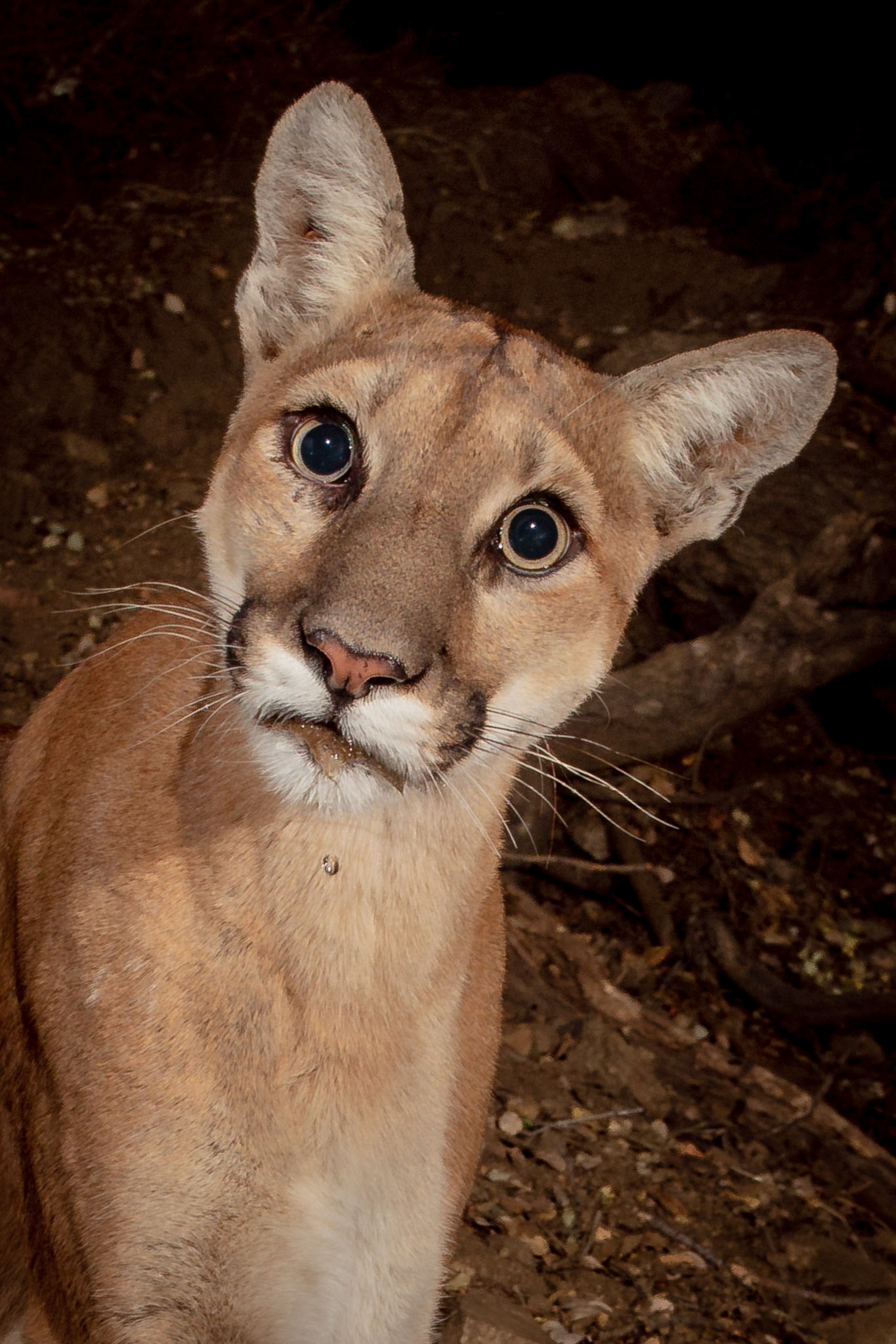 About a year old, this mountain lion kitten looks quizzically at the source of the weird clicking sound. 