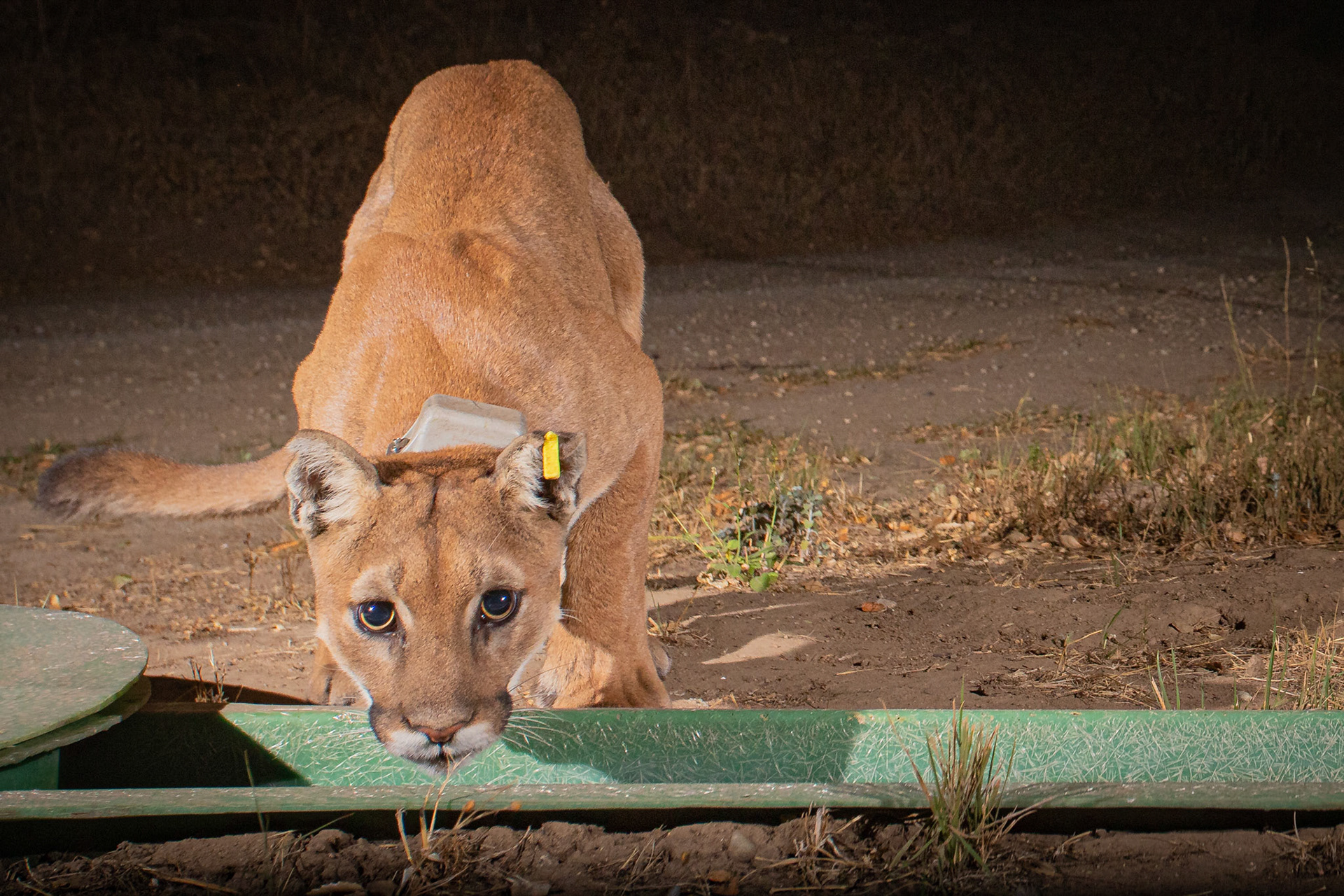 Just a little suspicious of that noisy black box... P62 showing her ear tag and radio collar. She is tracked by the National Park Service.