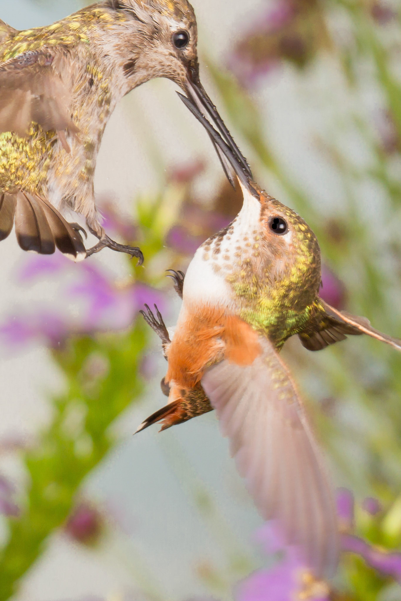 Closeup of a mid-air fight