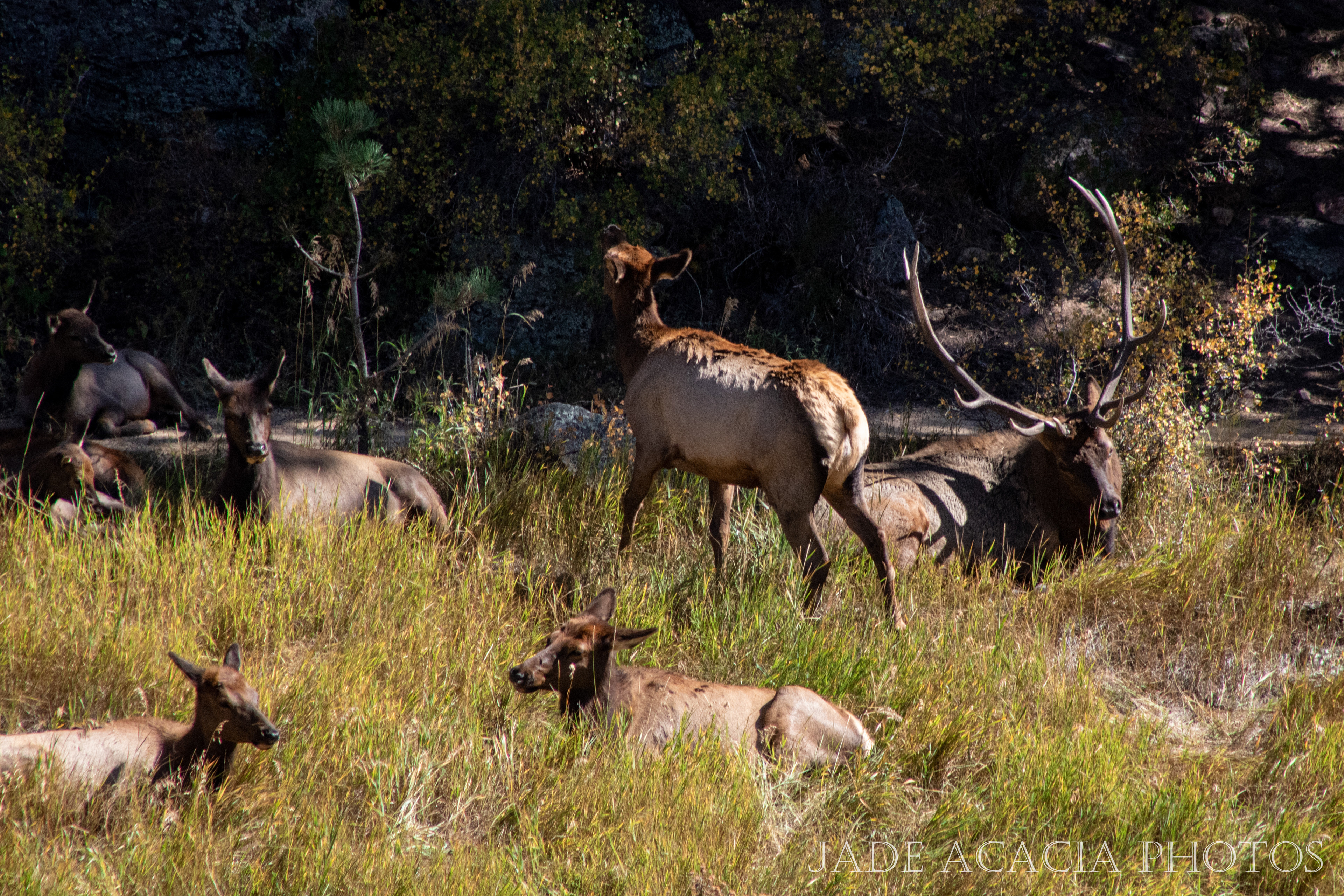 Title: A113 - Wild elk herd