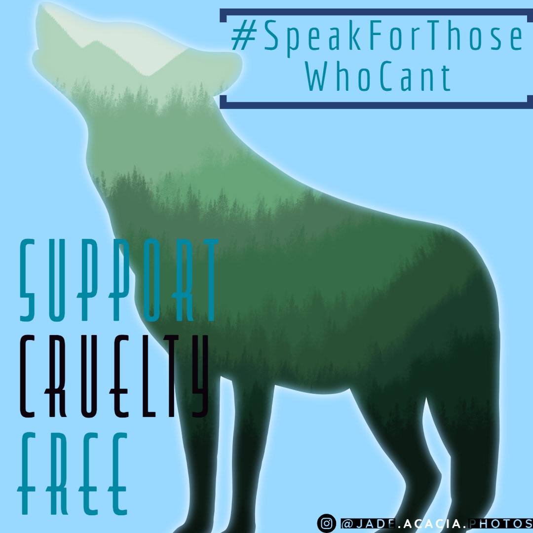 A replica of a wolf I know, Bruja, custom created for advocacy