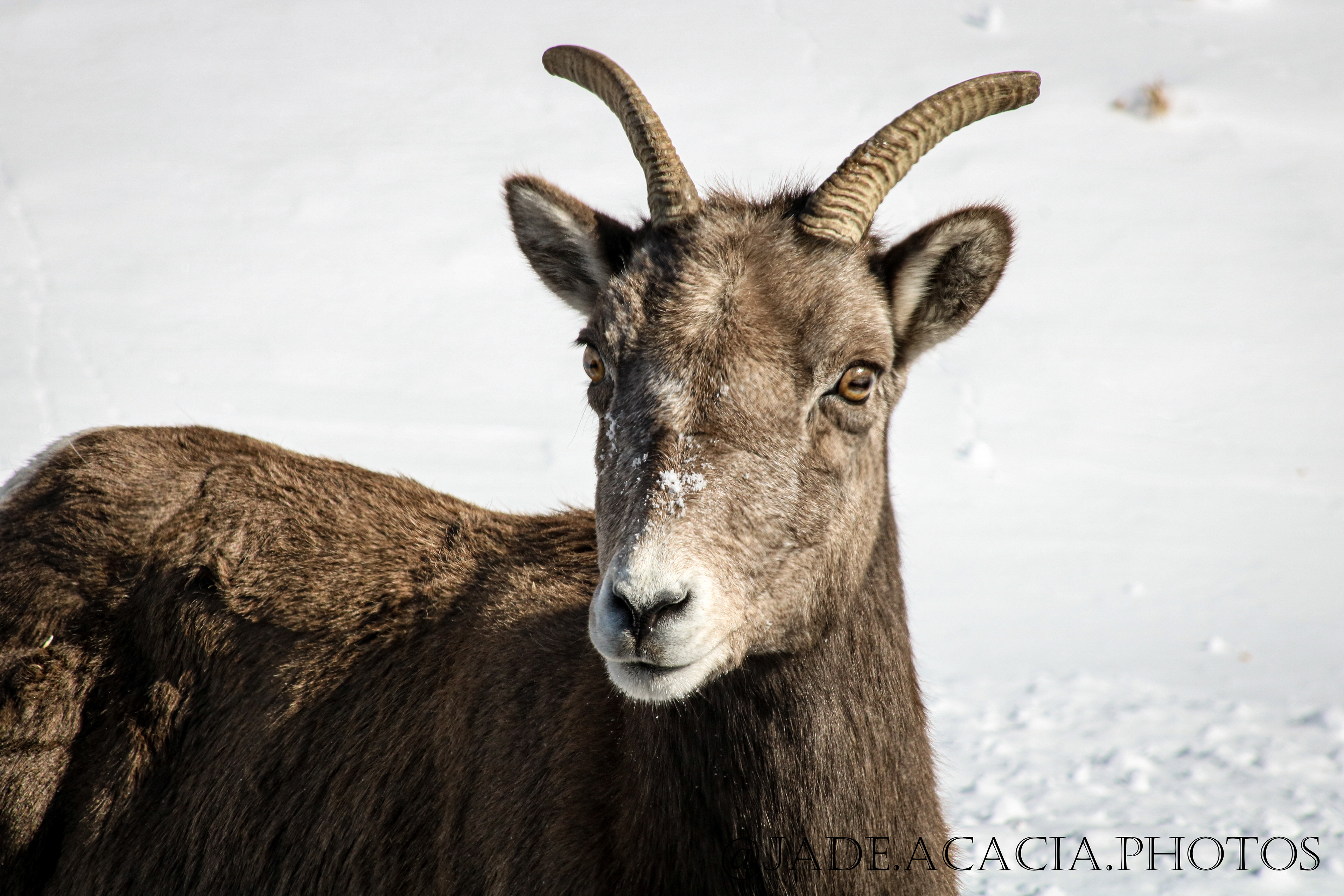 Title: A120 - Female wild Bighorn Sheep
