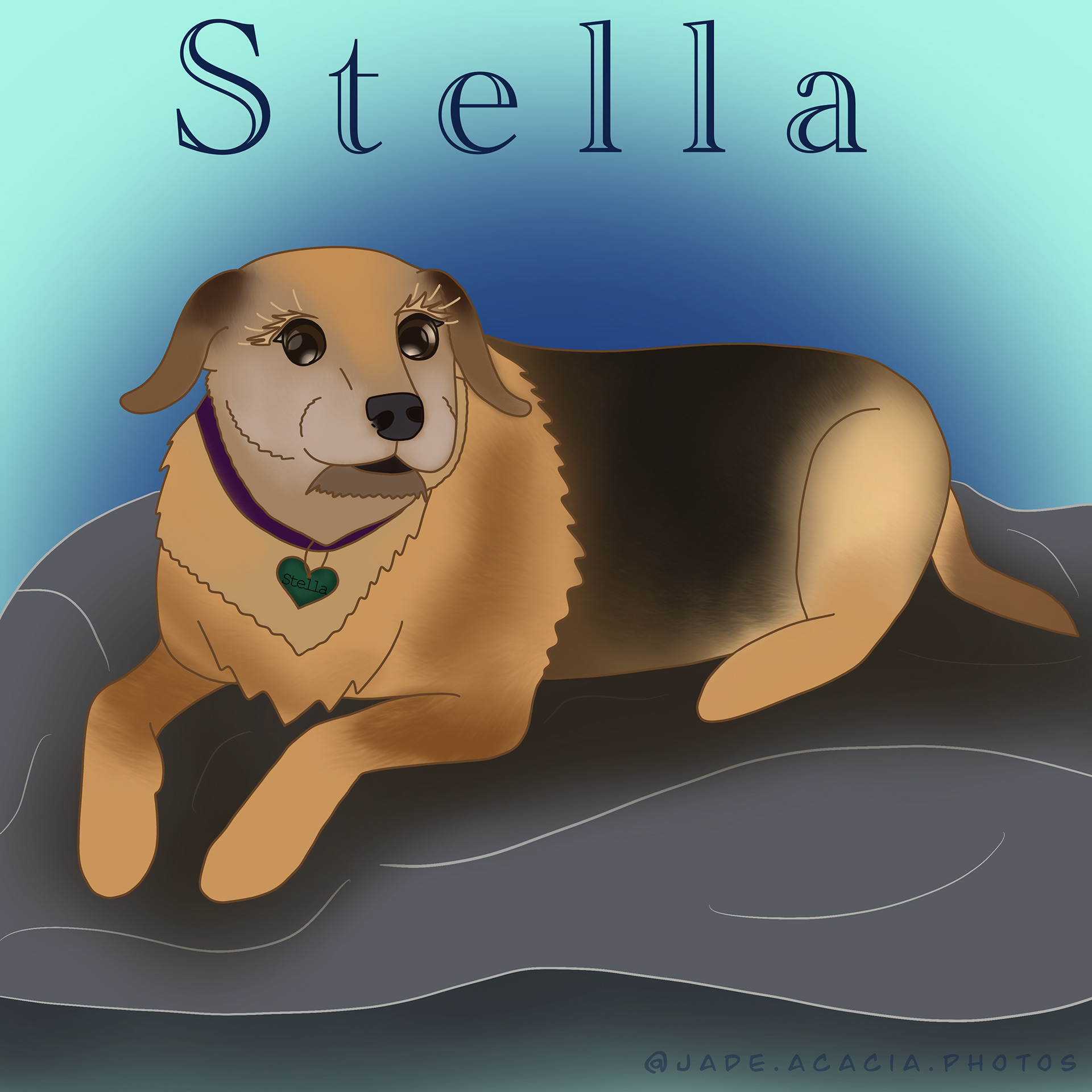A portrait of my grandparent's old girl, Stella.