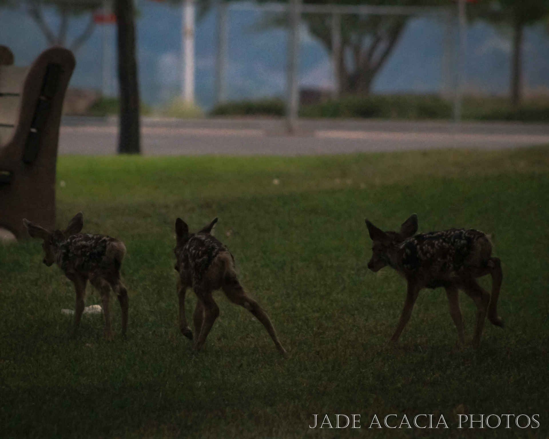 Title: A102 - Their very first steps caught on camera