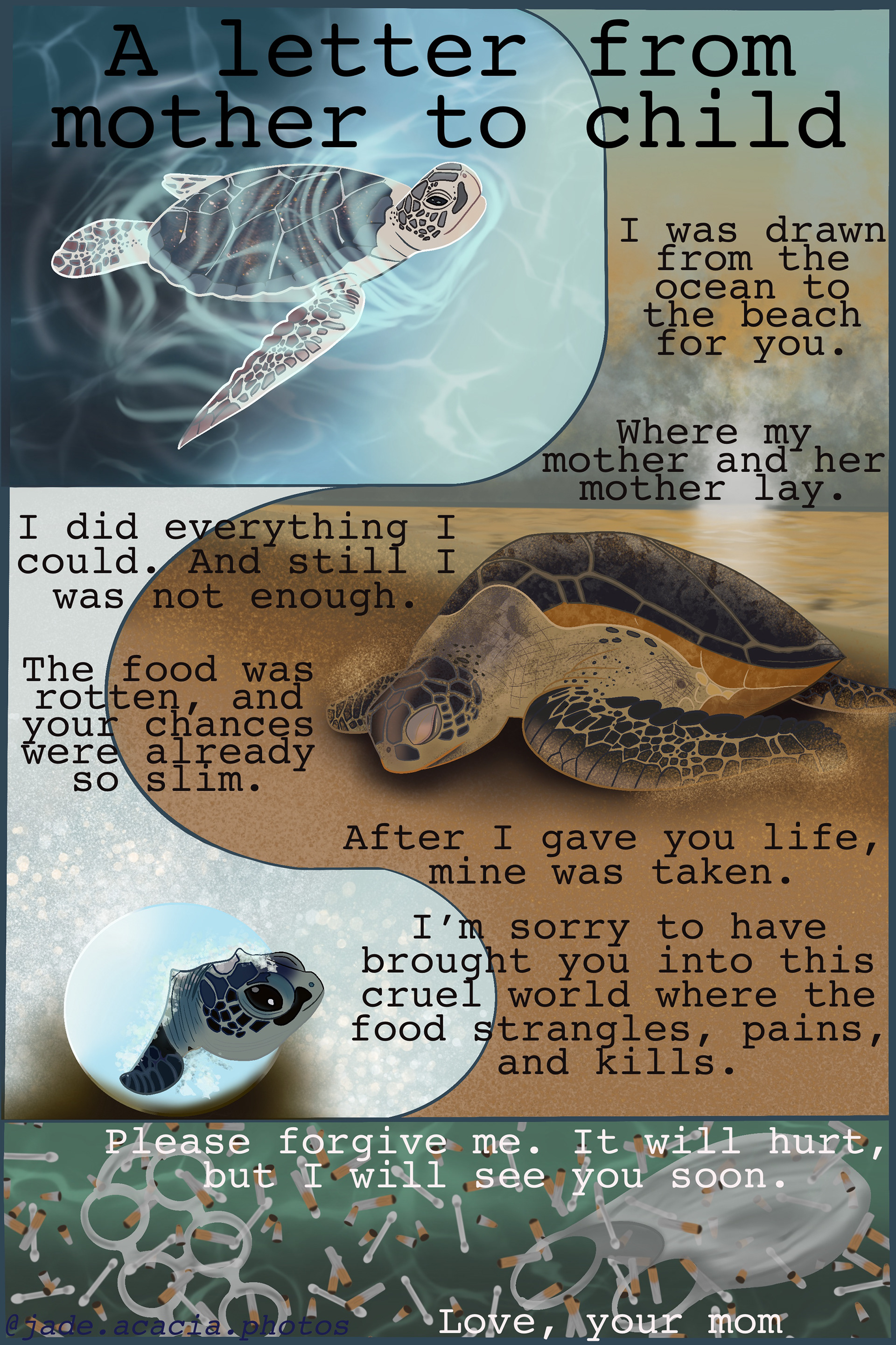 Green sea turtle