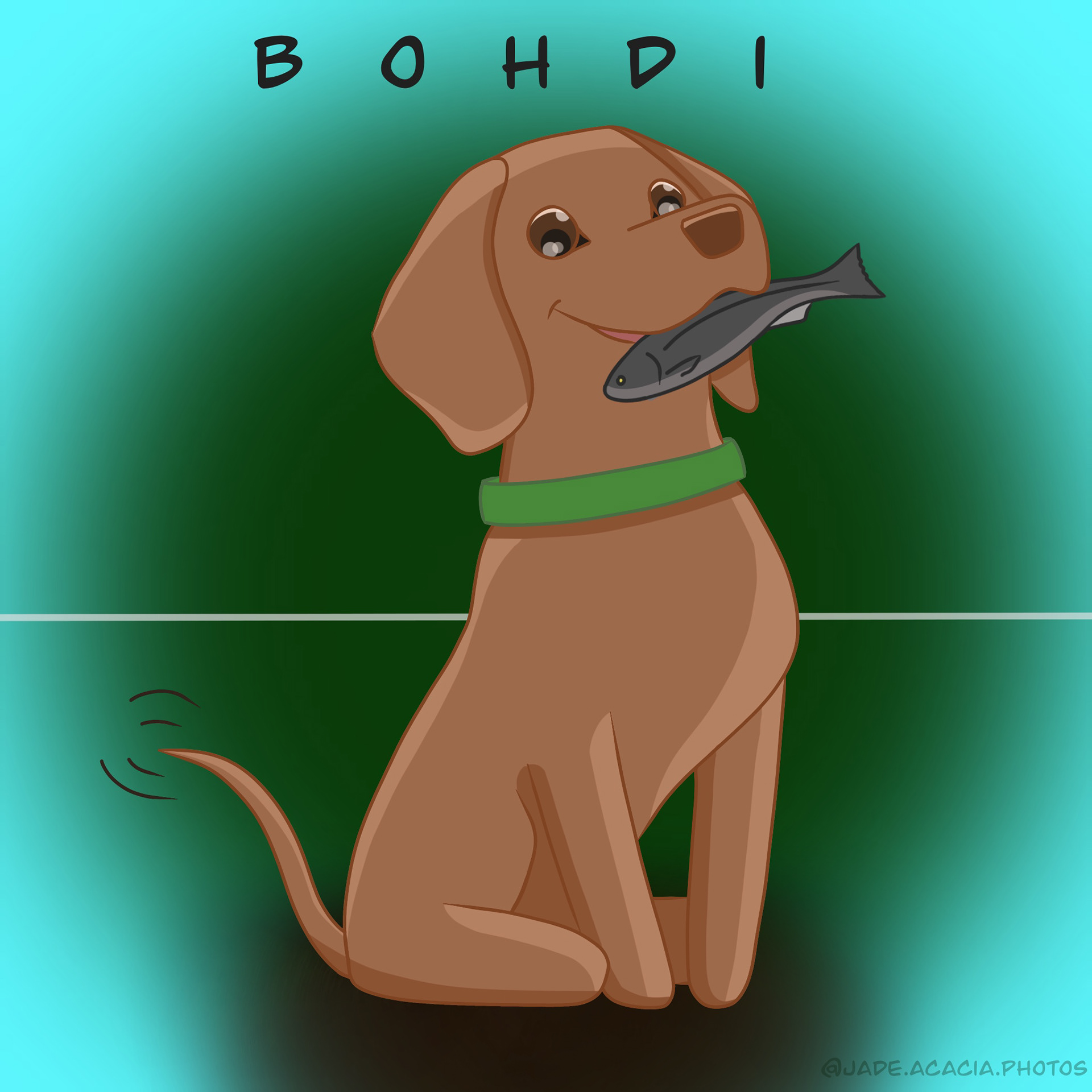 Bodhi, the Vizsla