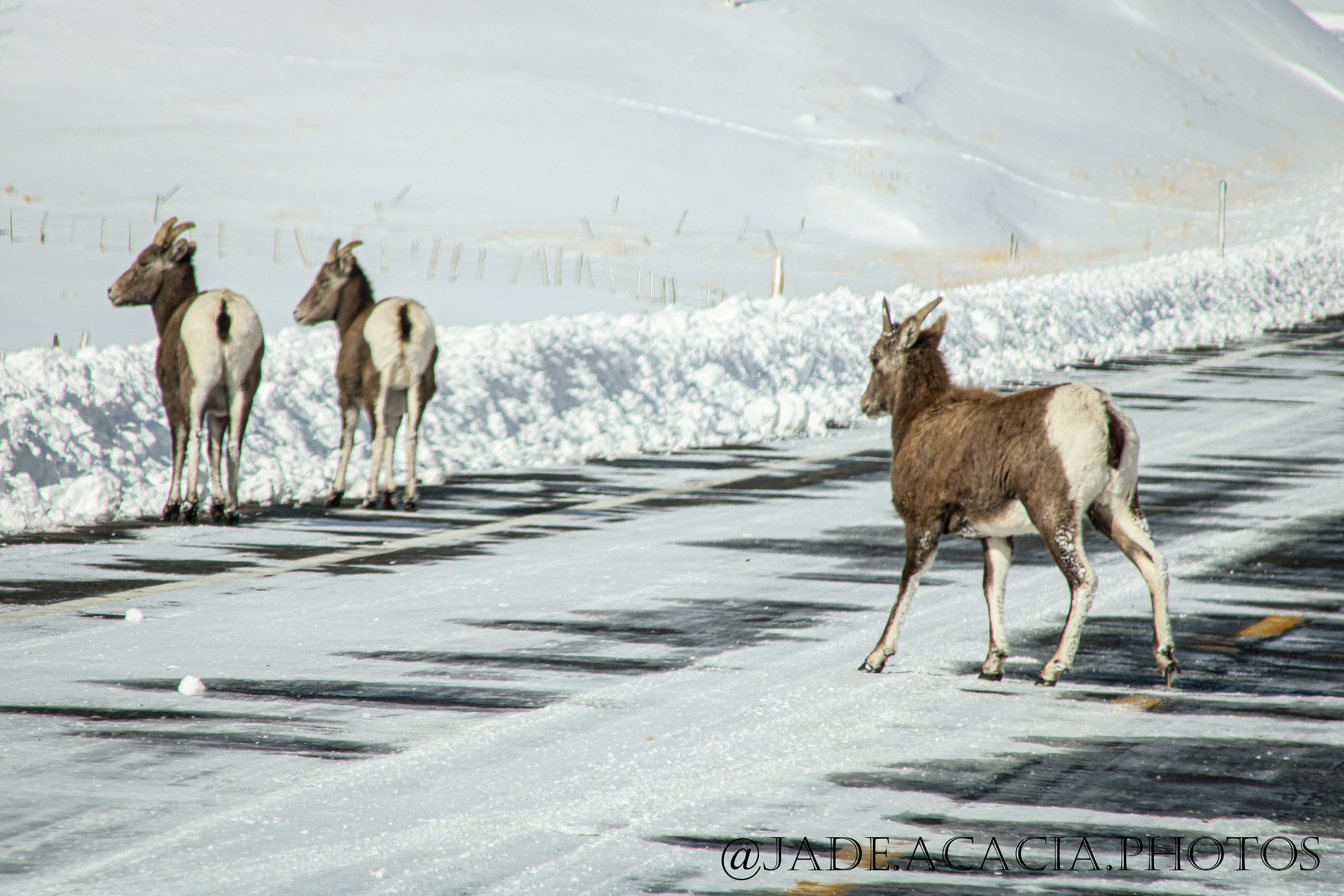 Title: A122 - Three young Bighorn Sheep