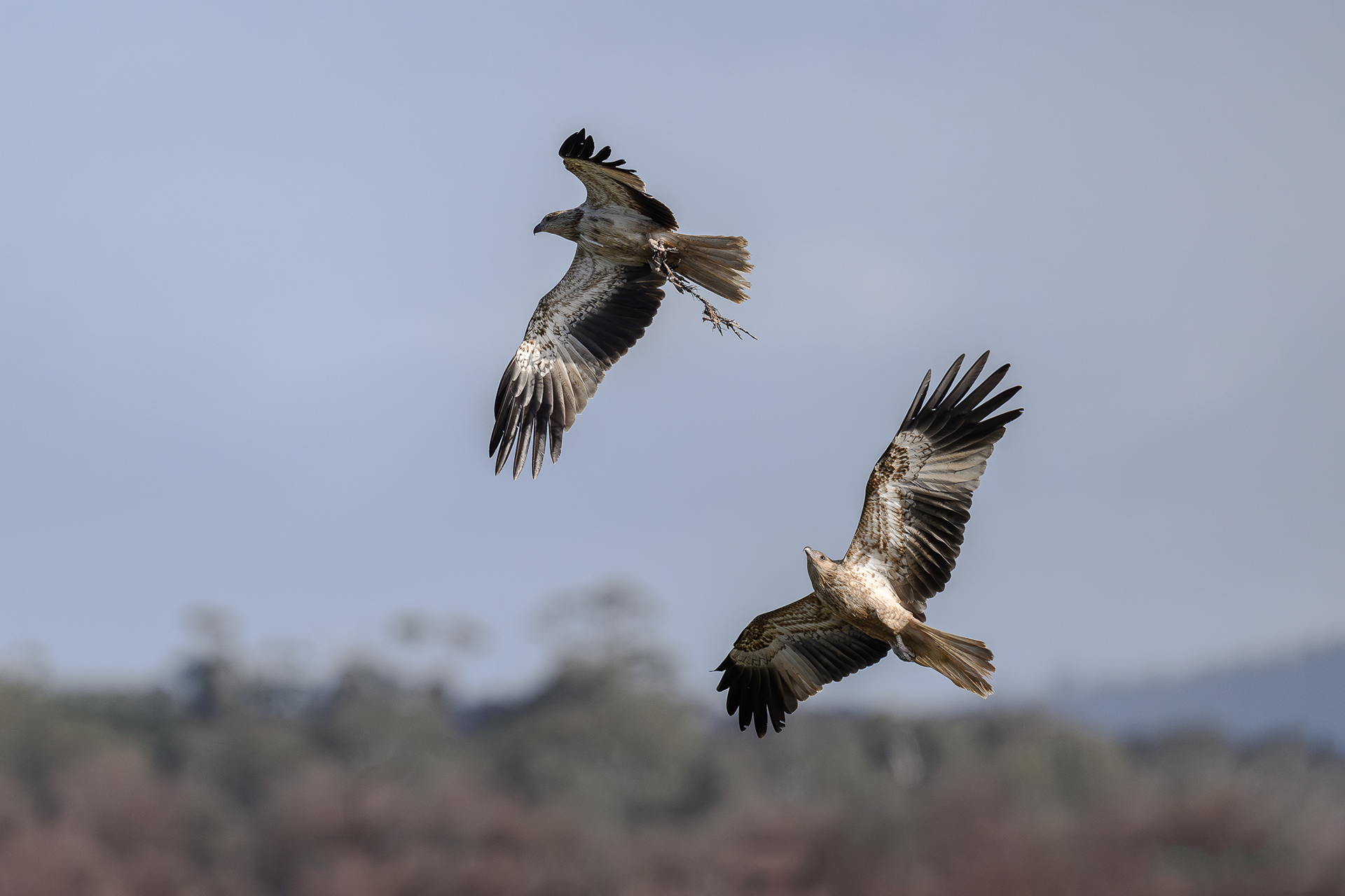Whistling Kites