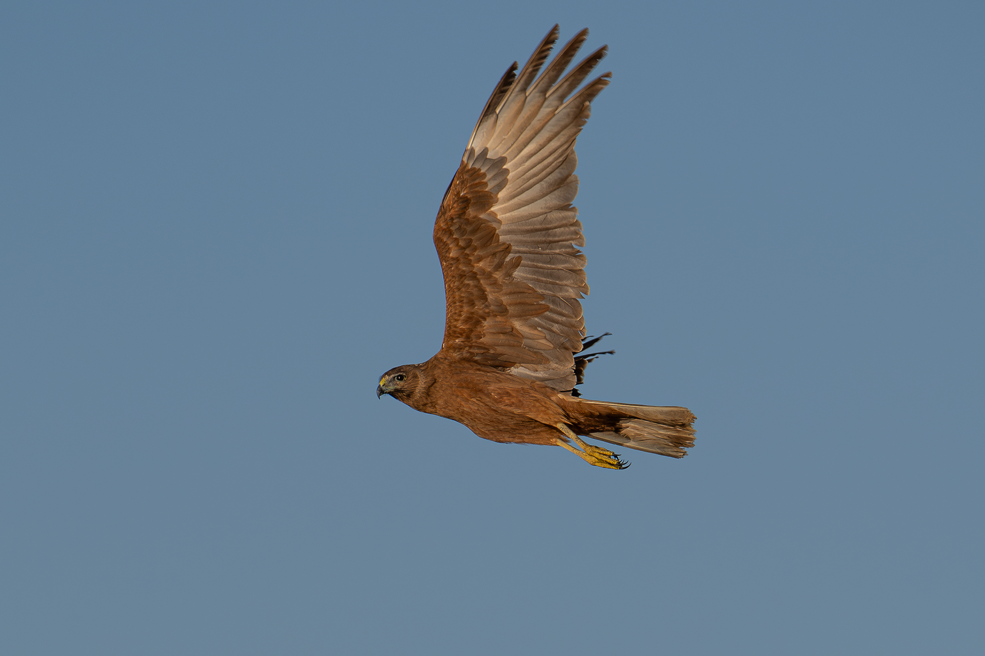 Swamp Harrier