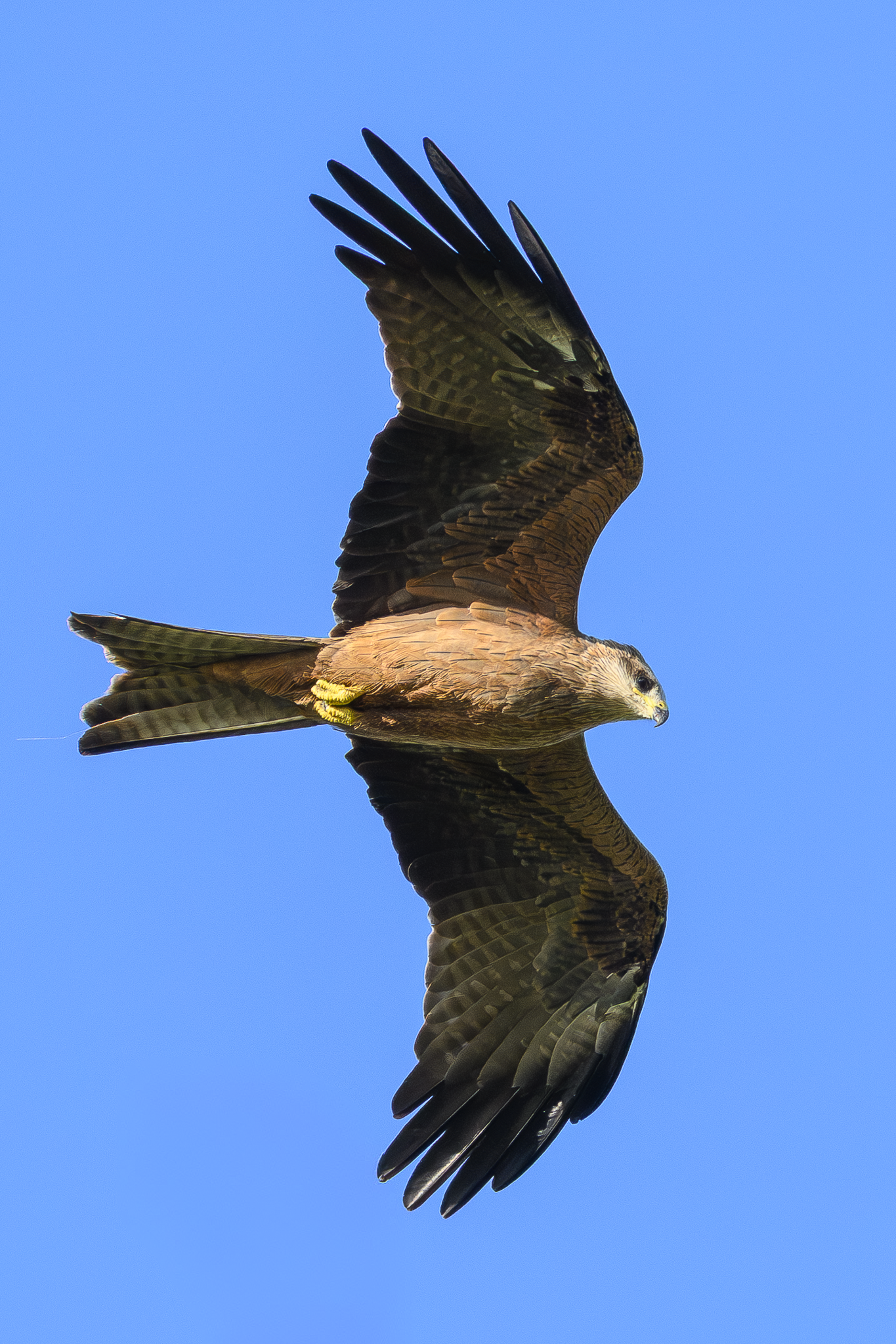 Black Kite