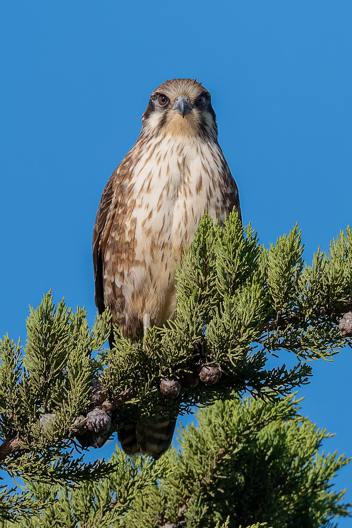 Brown Falcon