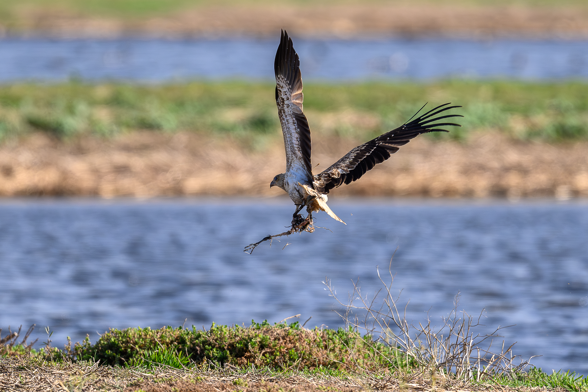 Whistling Kite