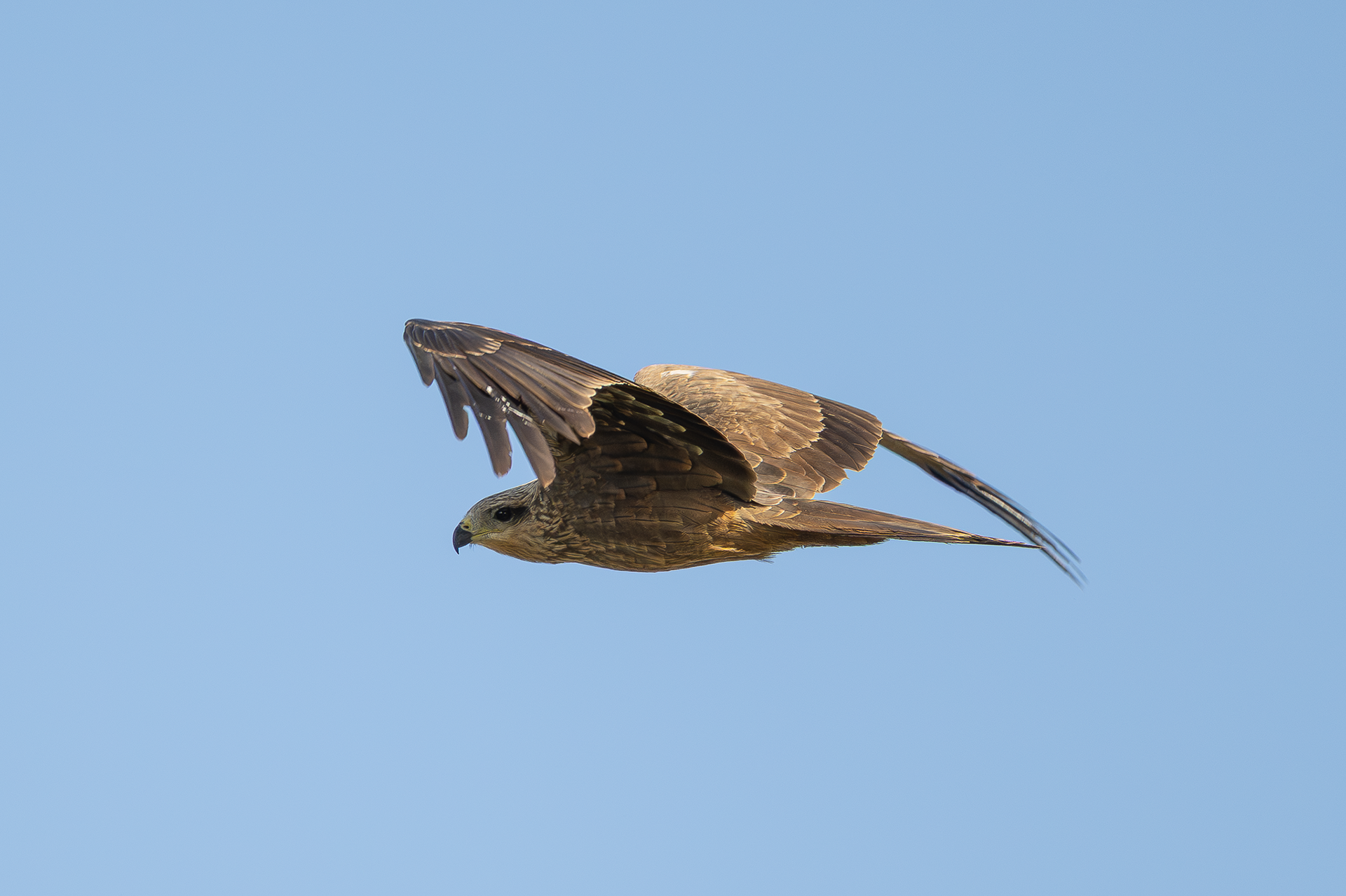 Black Kite