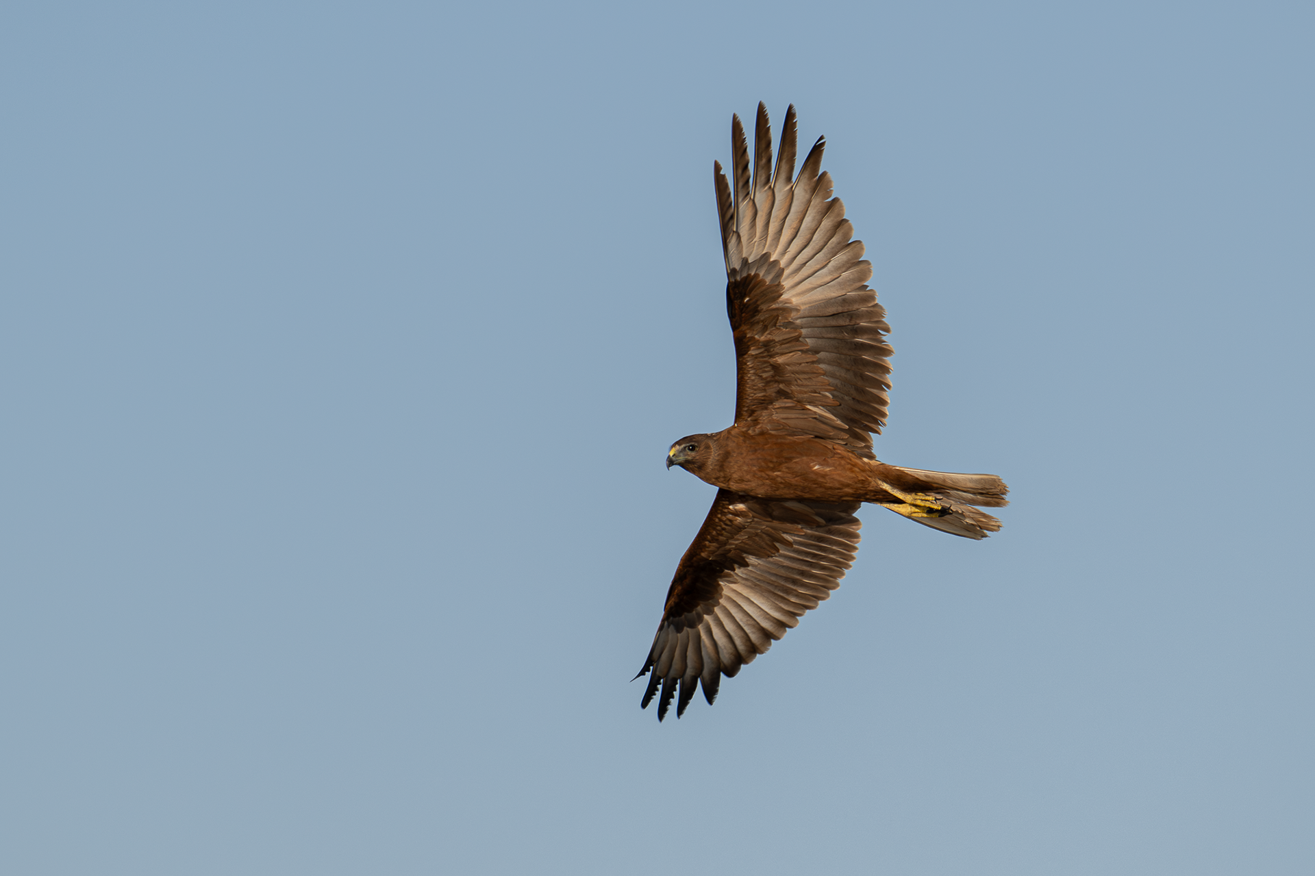 Swamp Harrier