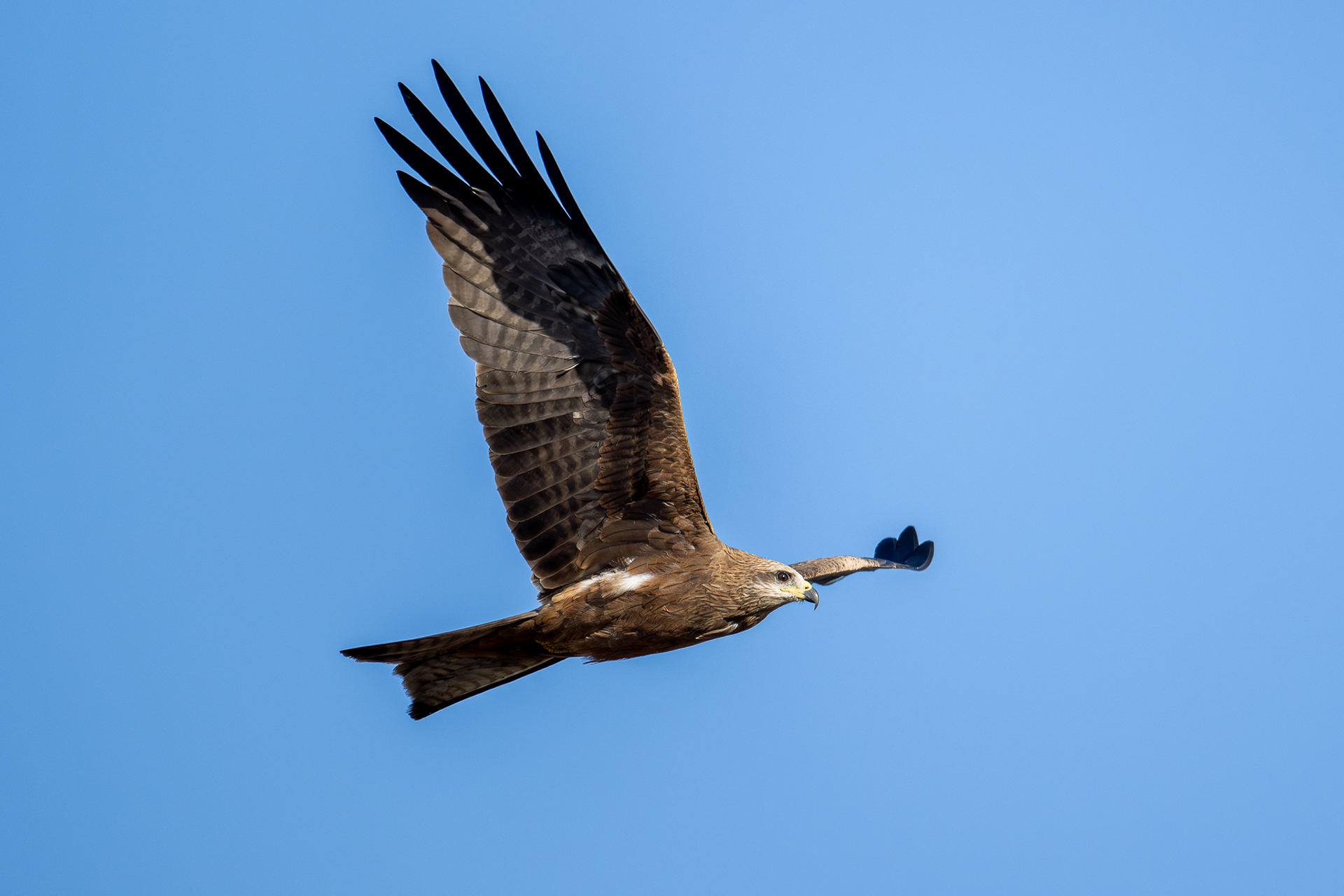 Black Kite