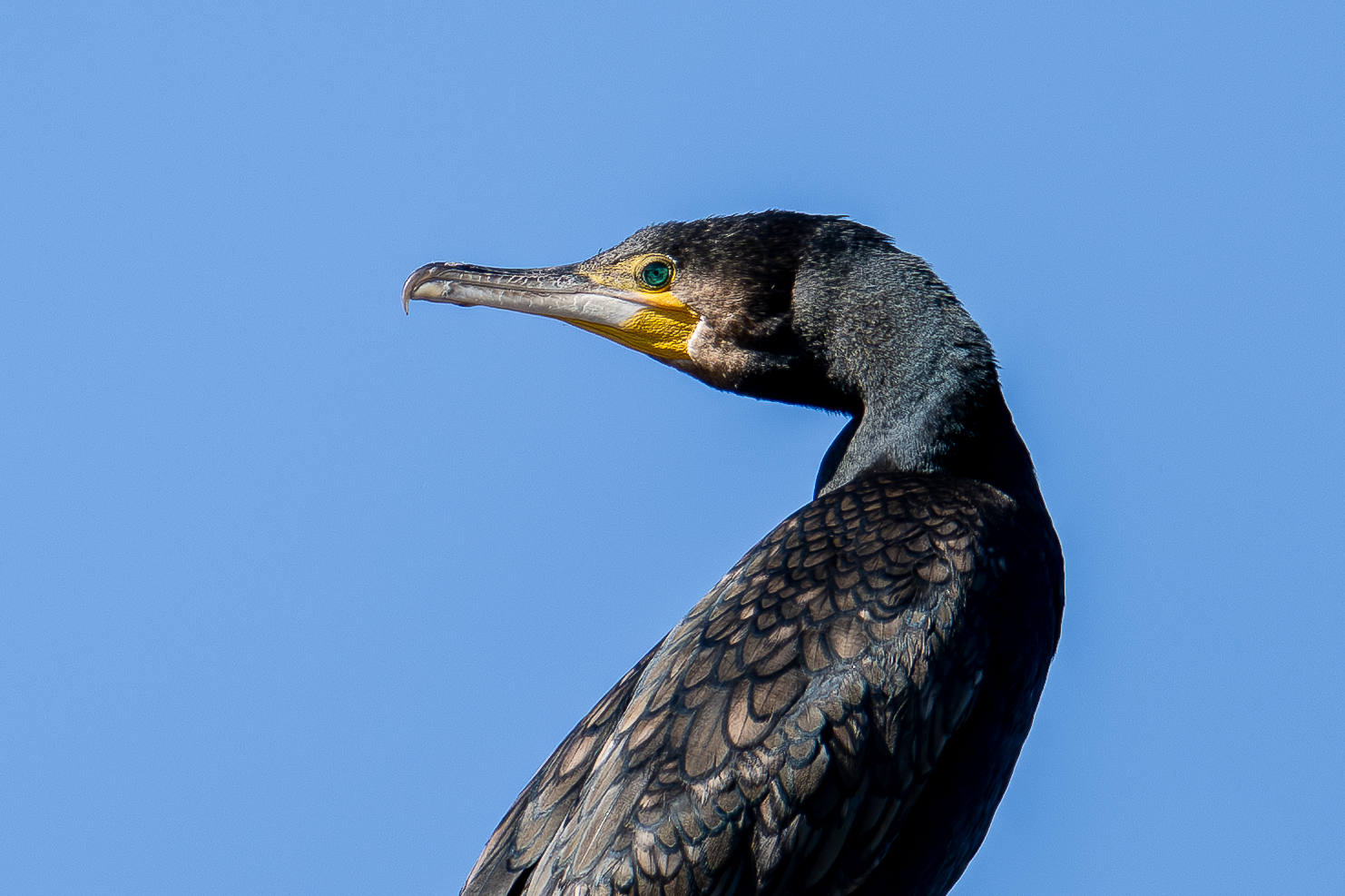 Cormorant