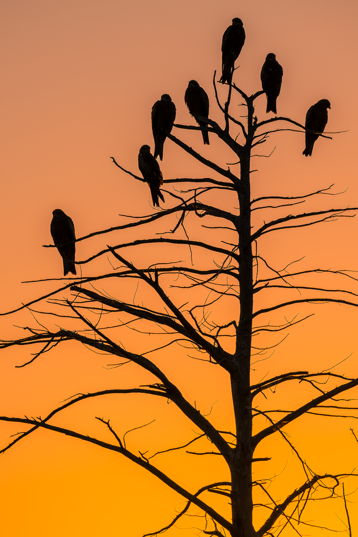 Black Kites
