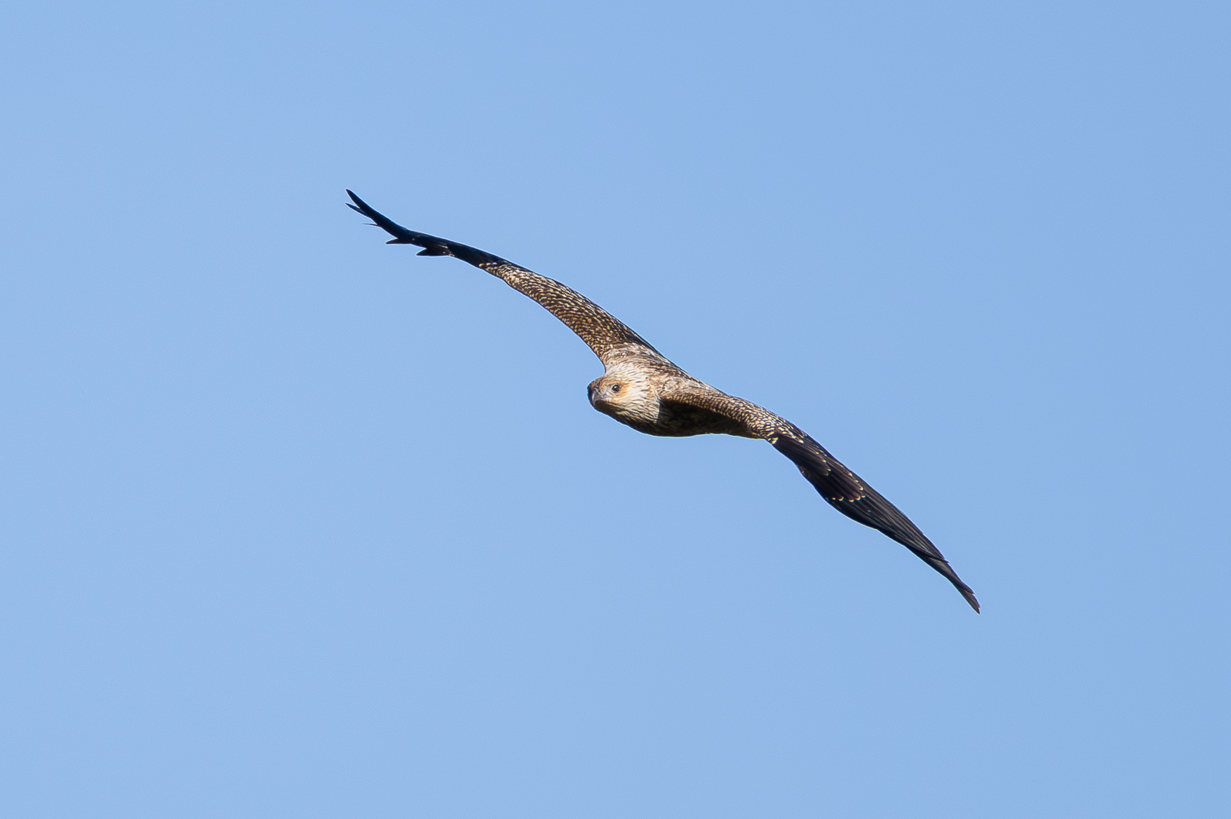 Whistling Kite