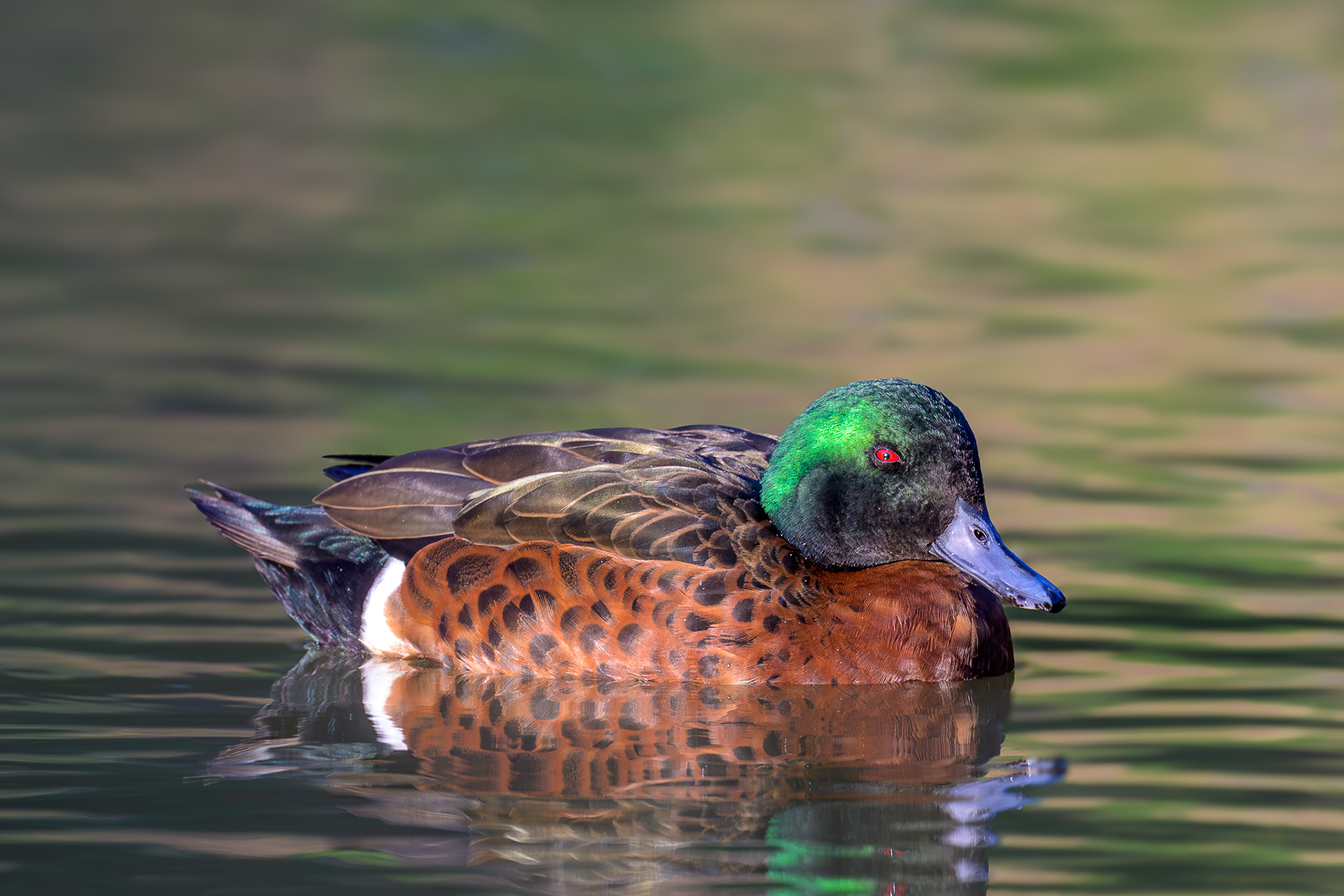 Chestnut Teal