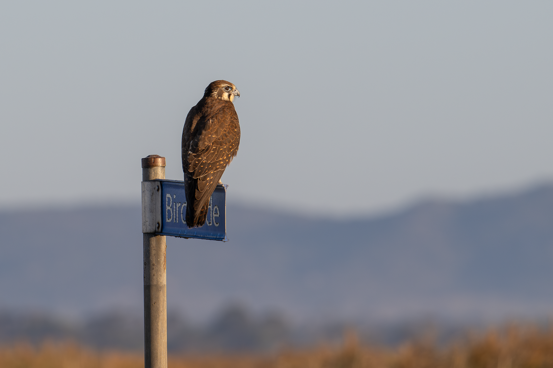 Brown Falcon