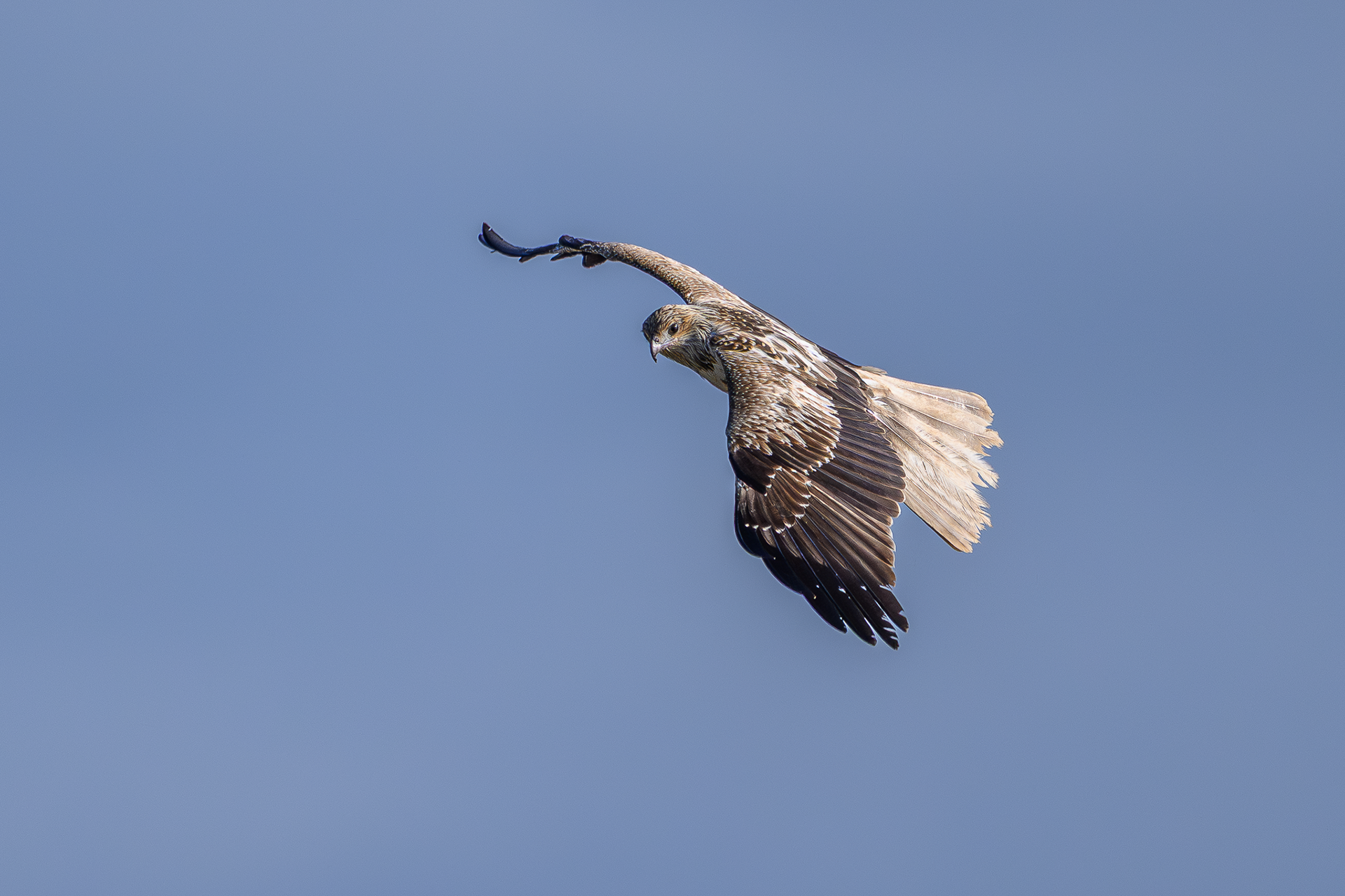 Whistling Kite